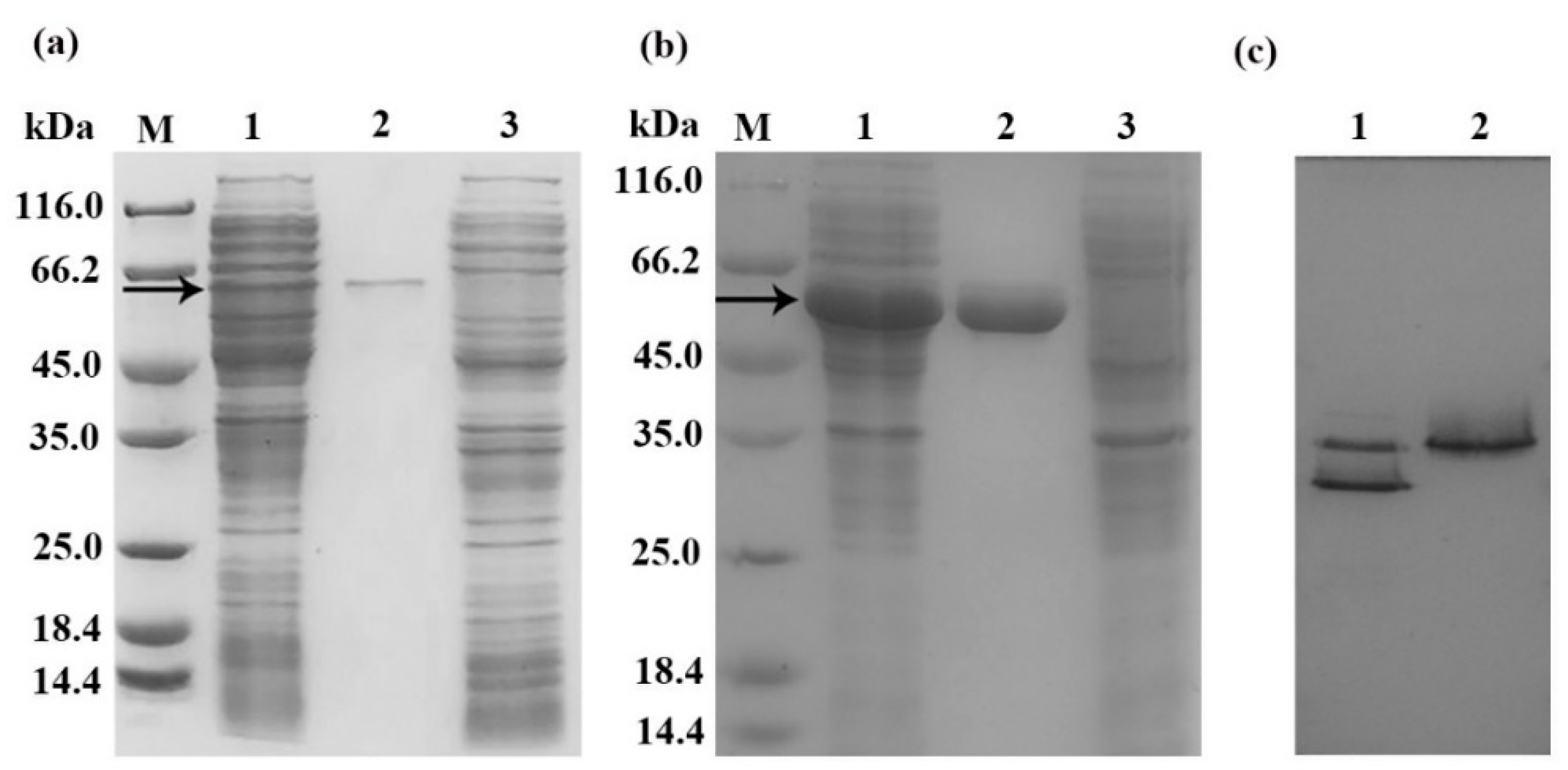 Marinedrugs 18 00139 g001