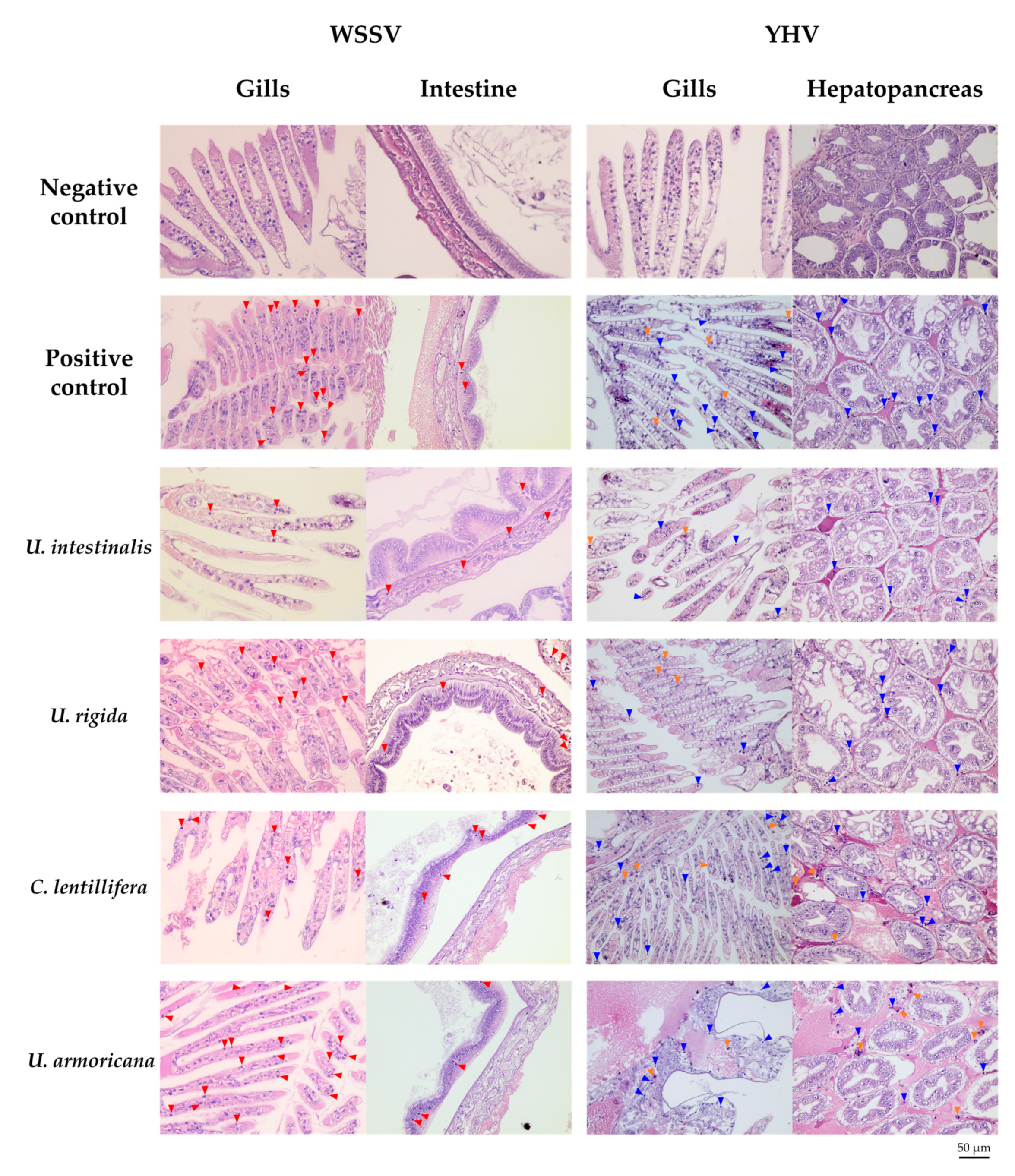 Marinedrugs 18 00140 g007 Marinedrugs 18 00140 g007