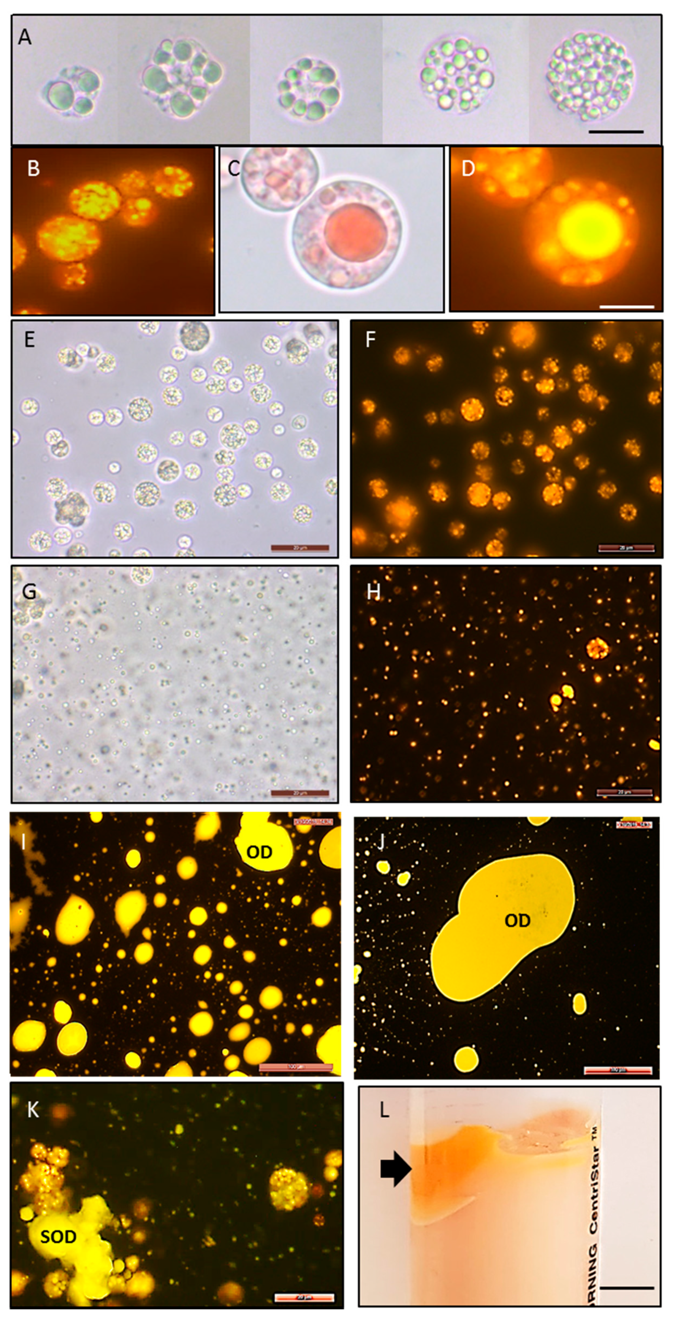 Marinedrugs 18 00151 g006