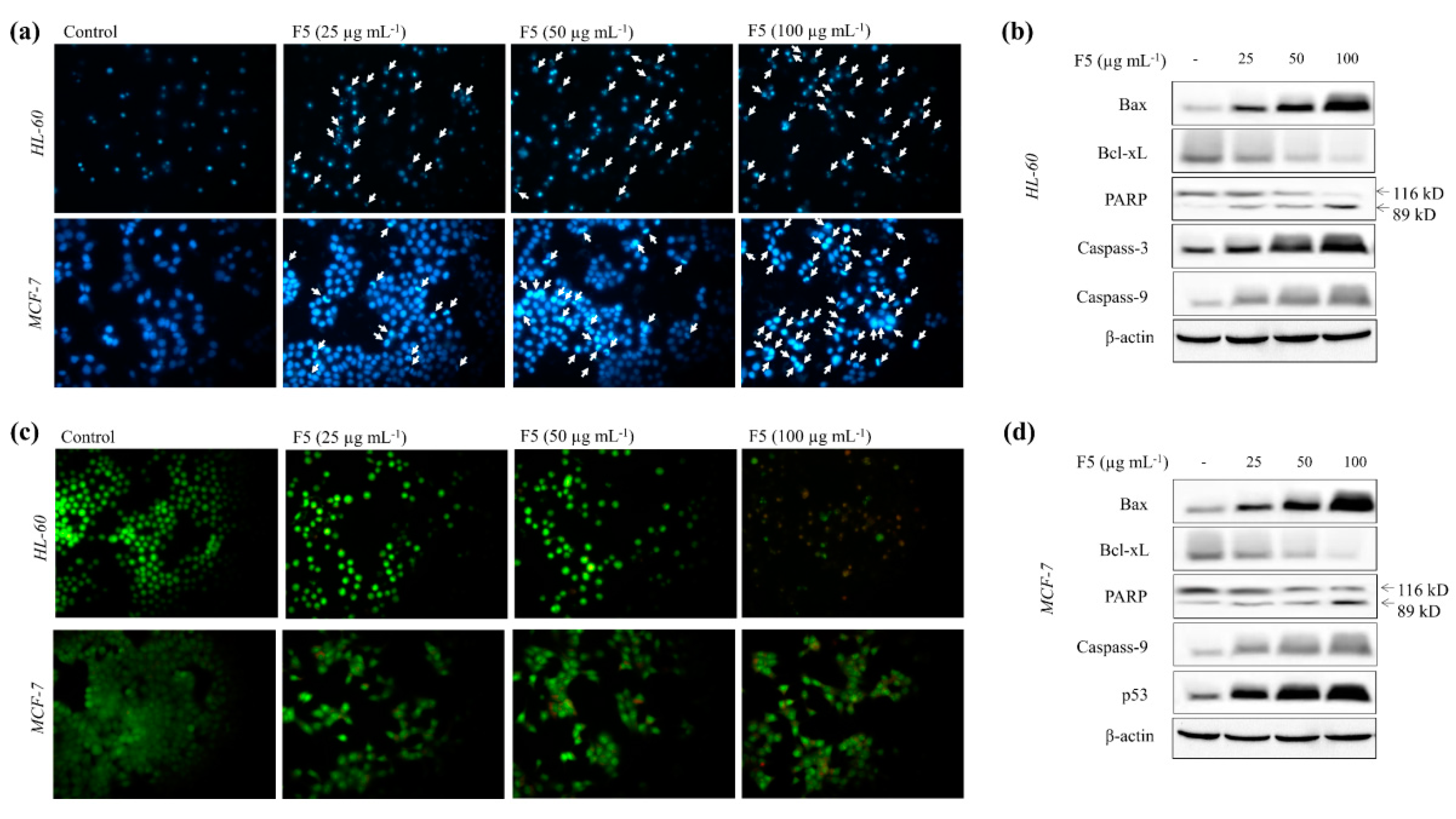 Marinedrugs 18 00196 g004 Marinedrugs 18 00196 g004