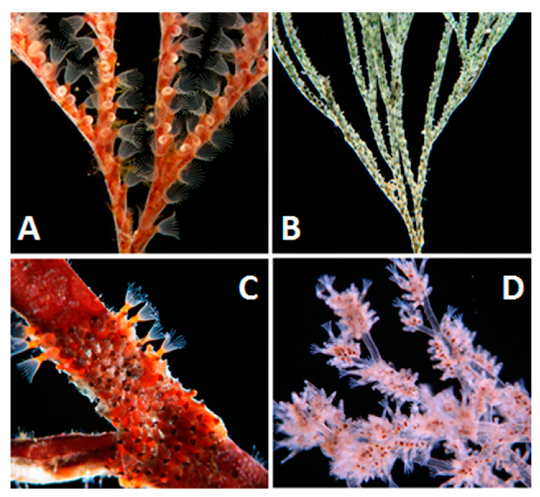 Marine Drugs Free Full Text The Phylum Bryozoa From Biology To Biomedical Potential Html