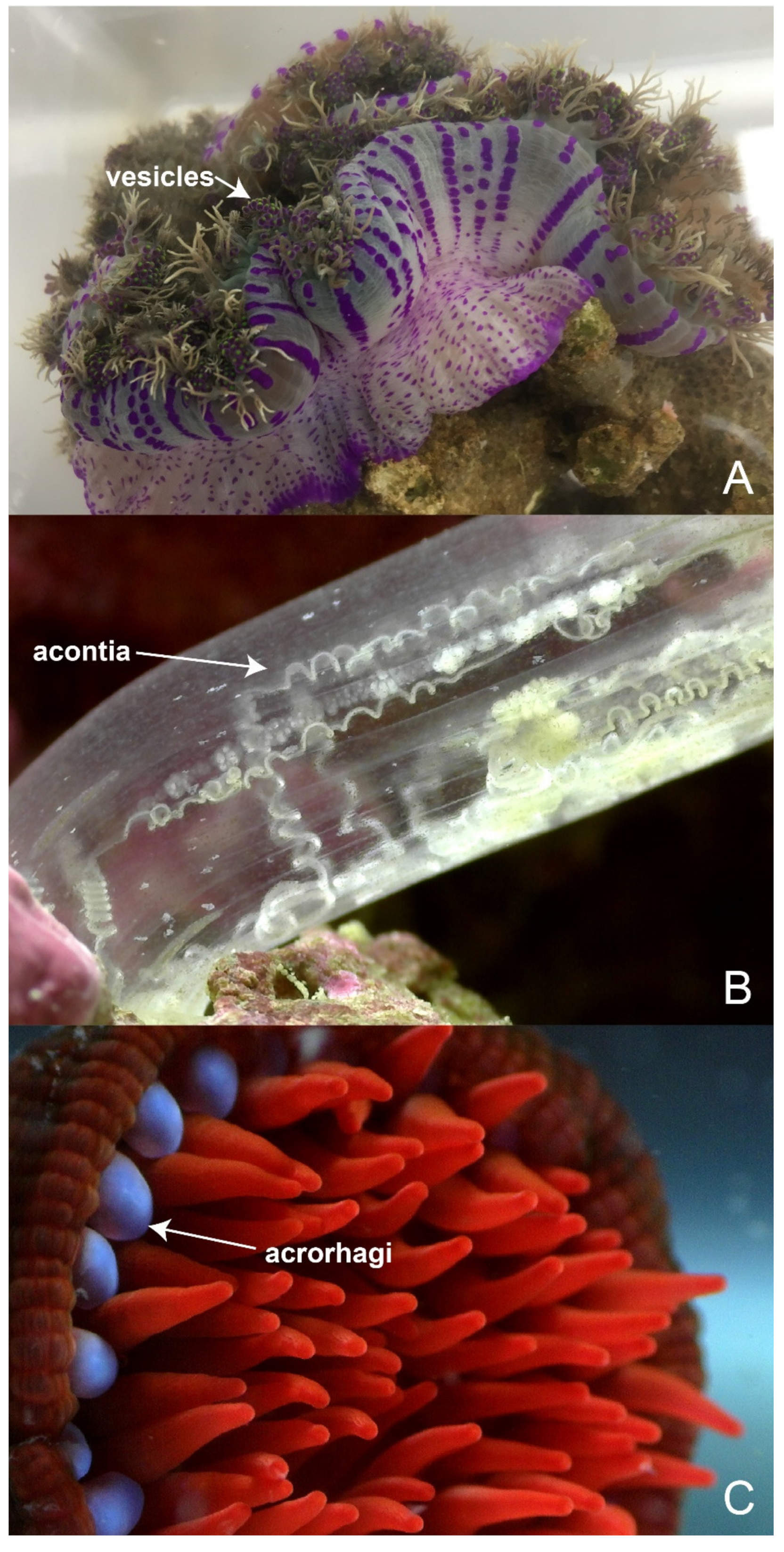 Marinedrugs 18 00202 g003 Marinedrugs 18 00202 g003