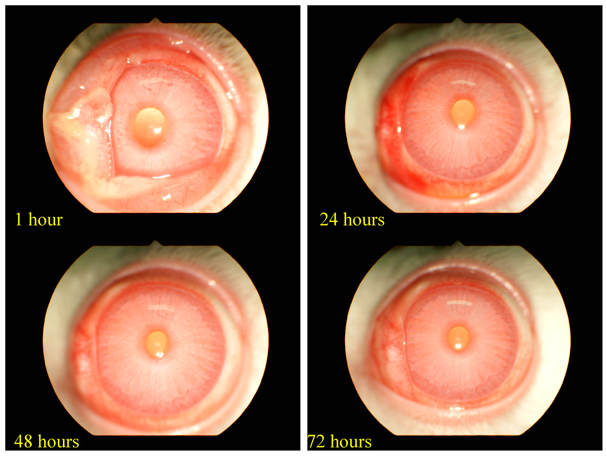Marinedrugs 18 00206 g001