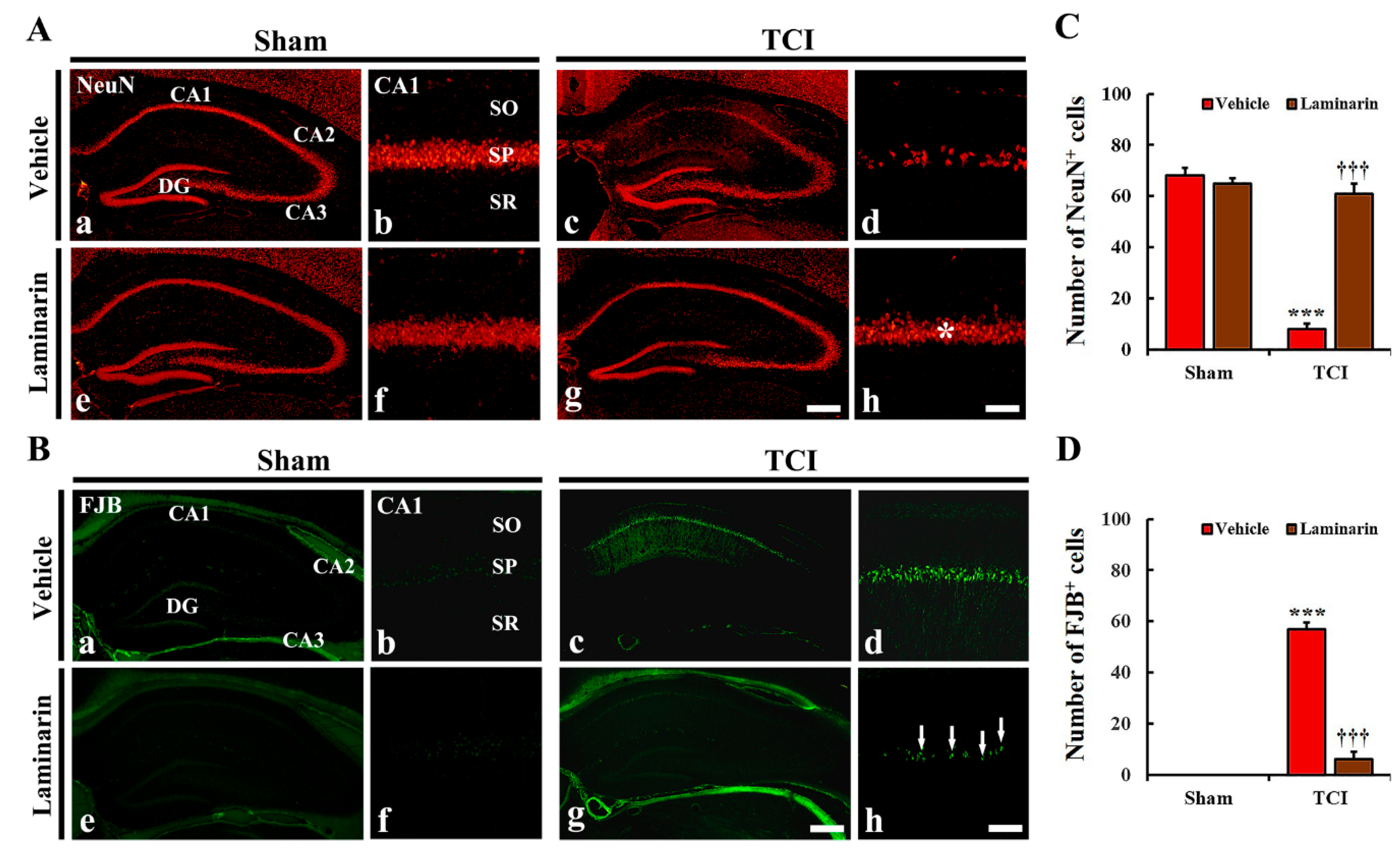 Marine Drugs Free Full Text Laminarin Pretreatment Provides Neuroprotection Against Forebrain Ischemia Reperfusion Injury By Reducing Oxidative Stress And Neuroinflammation In Aged Gerbils Html