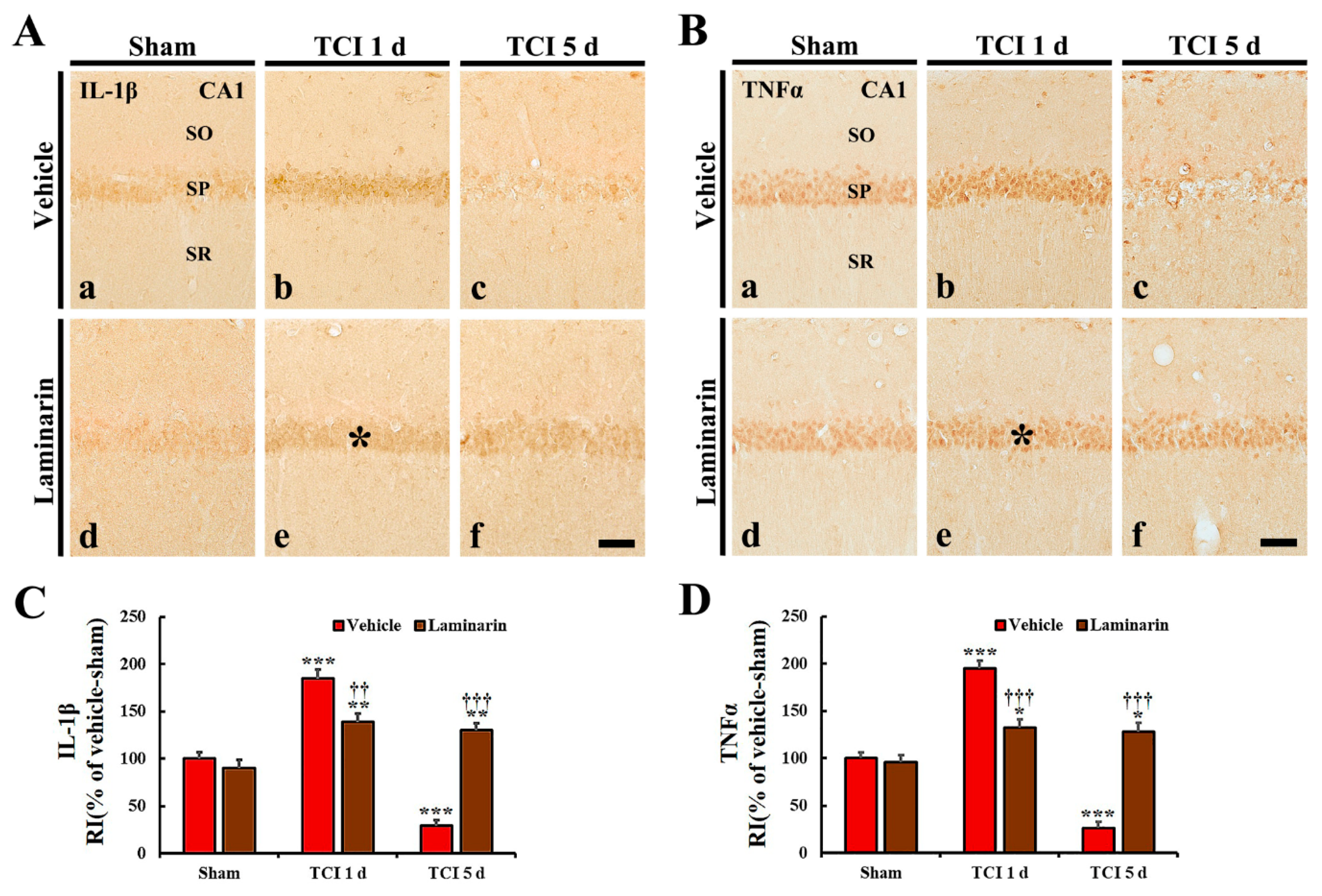 Marine Drugs Free Full Text Laminarin Pretreatment Provides Neuroprotection Against Forebrain Ischemia Reperfusion Injury By Reducing Oxidative Stress And Neuroinflammation In Aged Gerbils Html