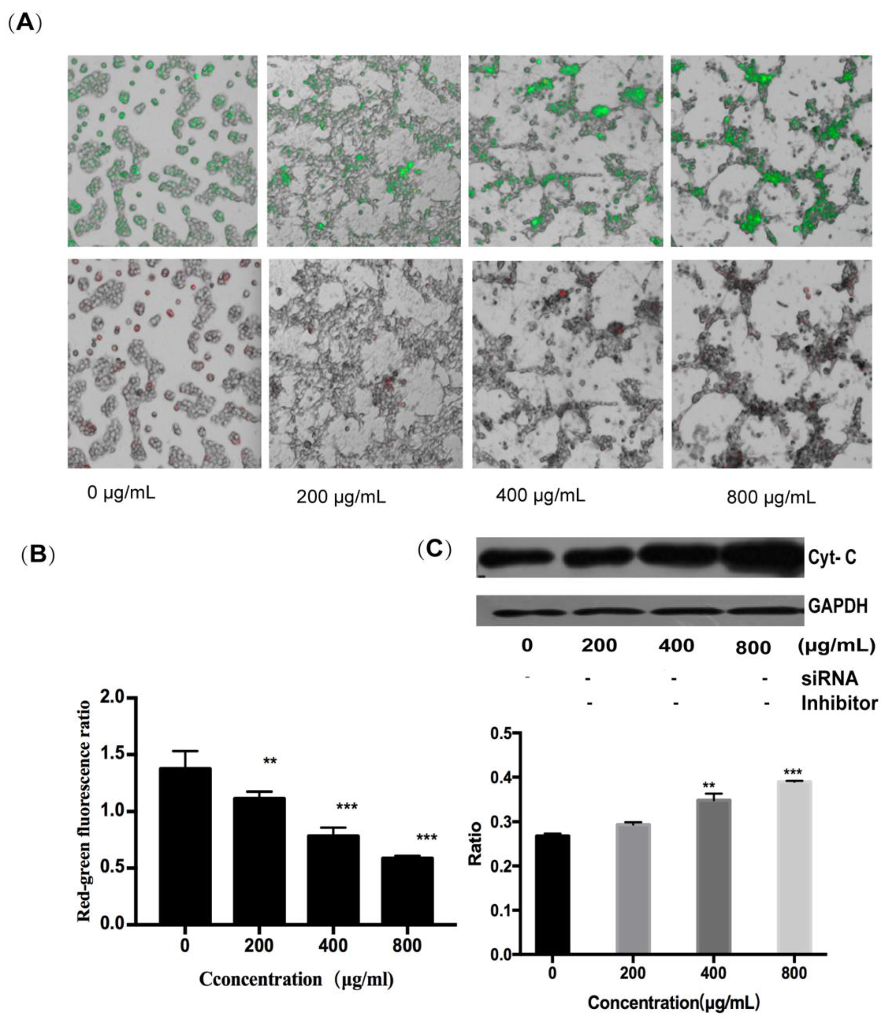 Marinedrugs 18 00220 g005 Marinedrugs 18 00220 g005