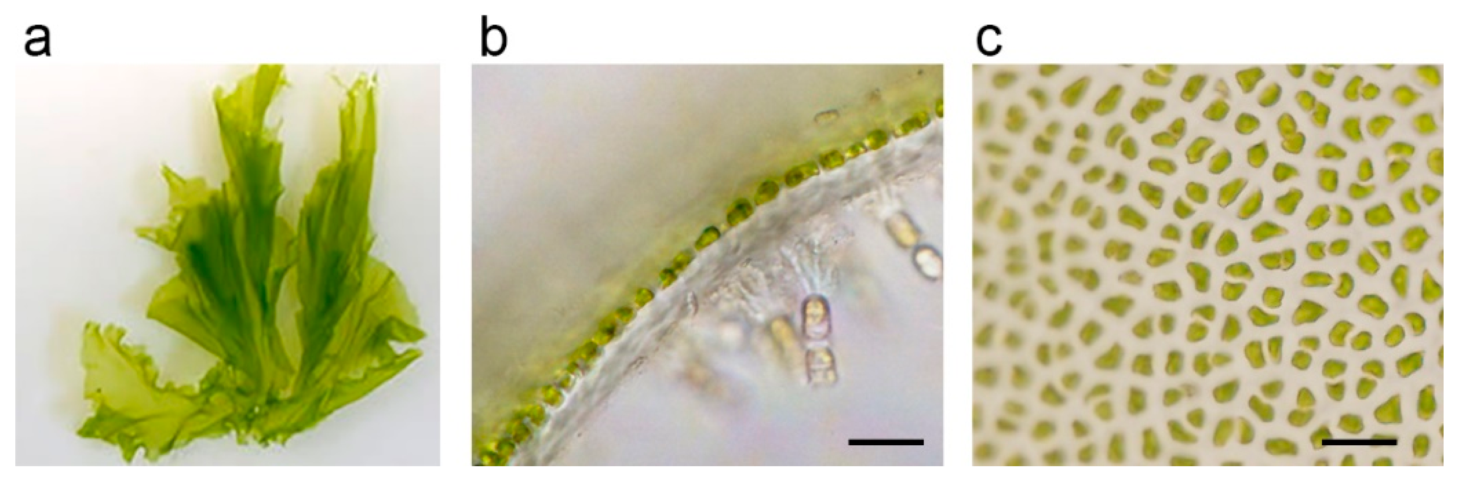 Marinedrugs 18 00228 g001 Marinedrugs 18 00228 g001