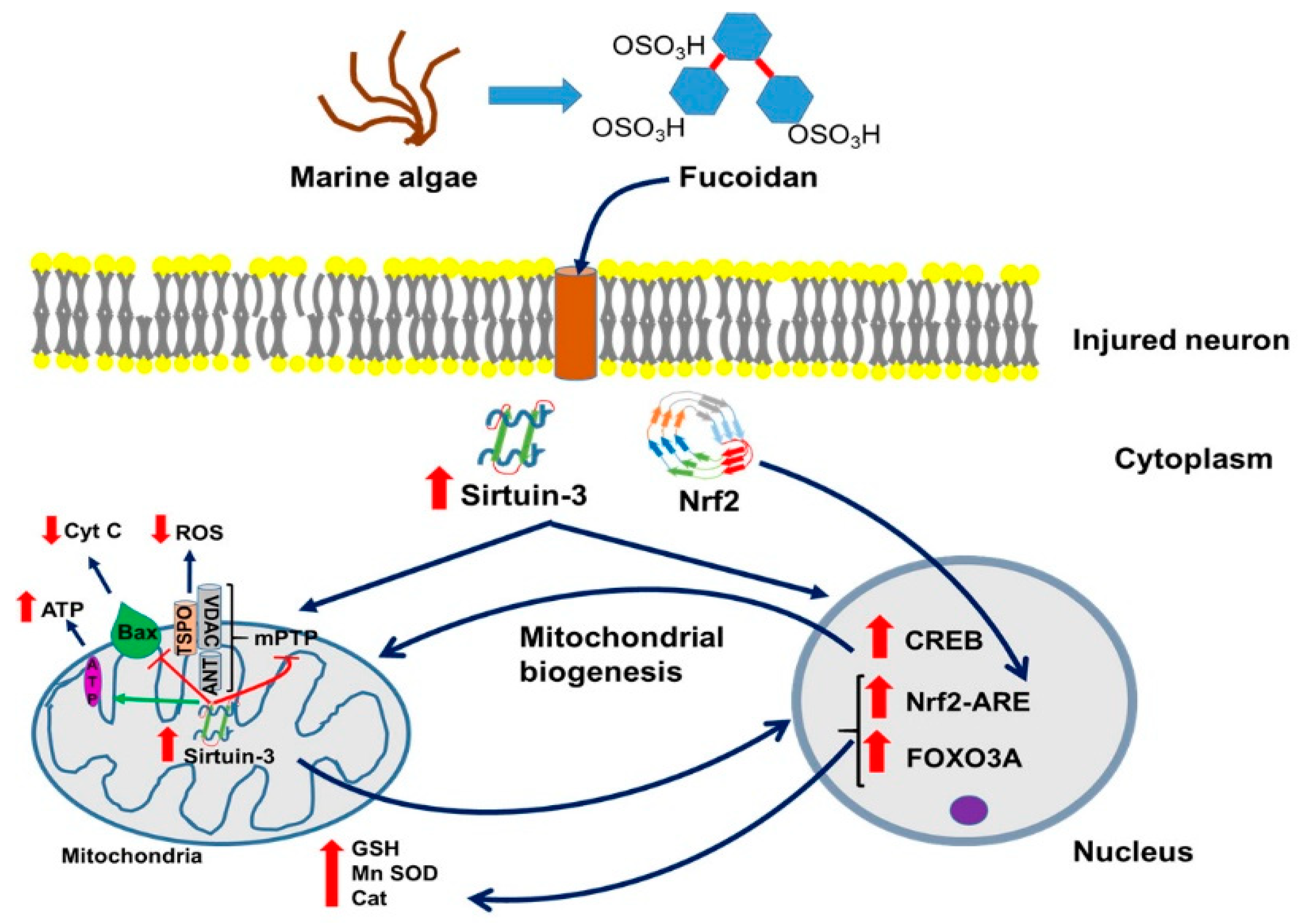 Marinedrugs 18 00242 g001 Marinedrugs 18 00242 g001