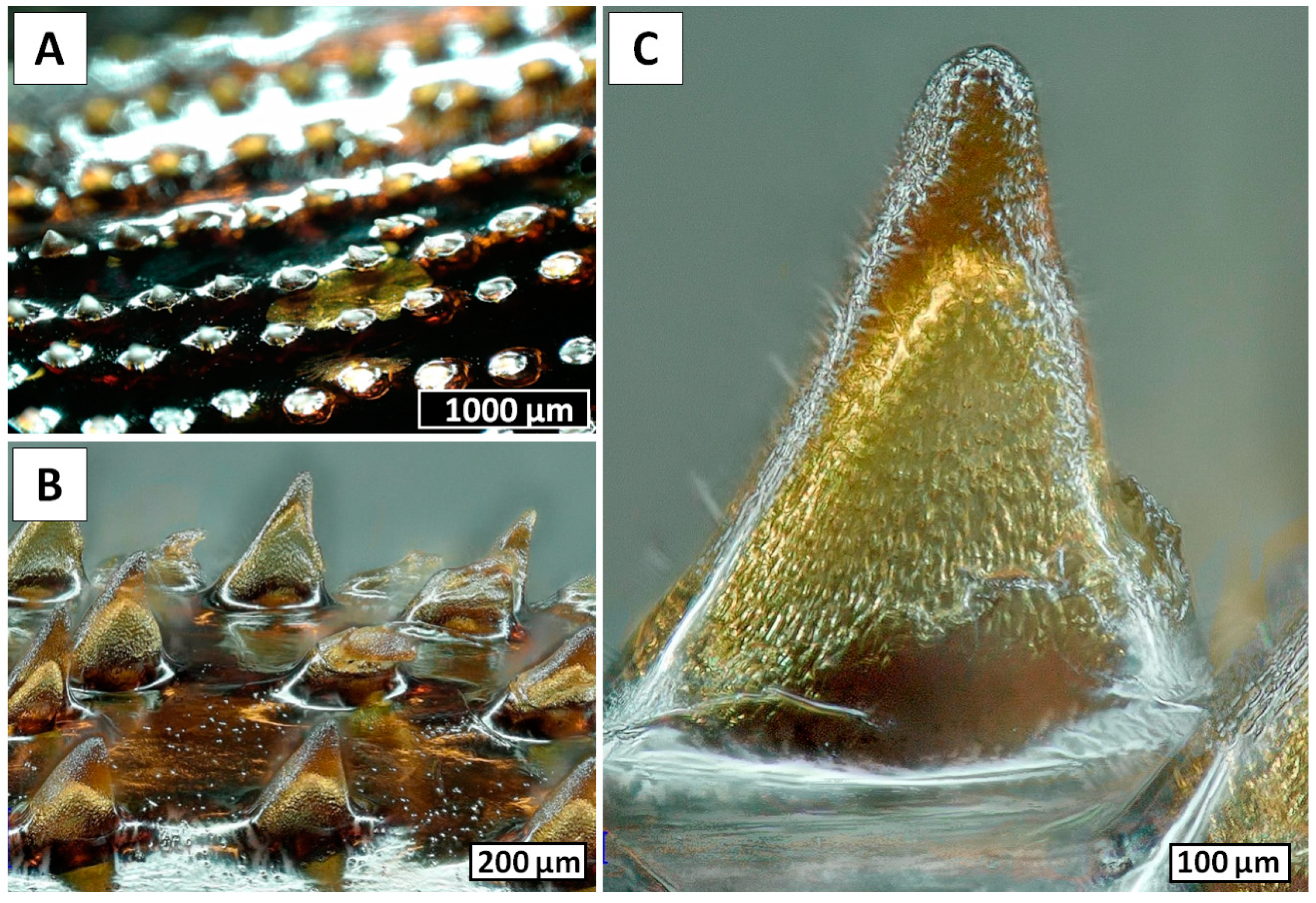 Marinedrugs 18 00297 g005 Marinedrugs 18 00297 g005