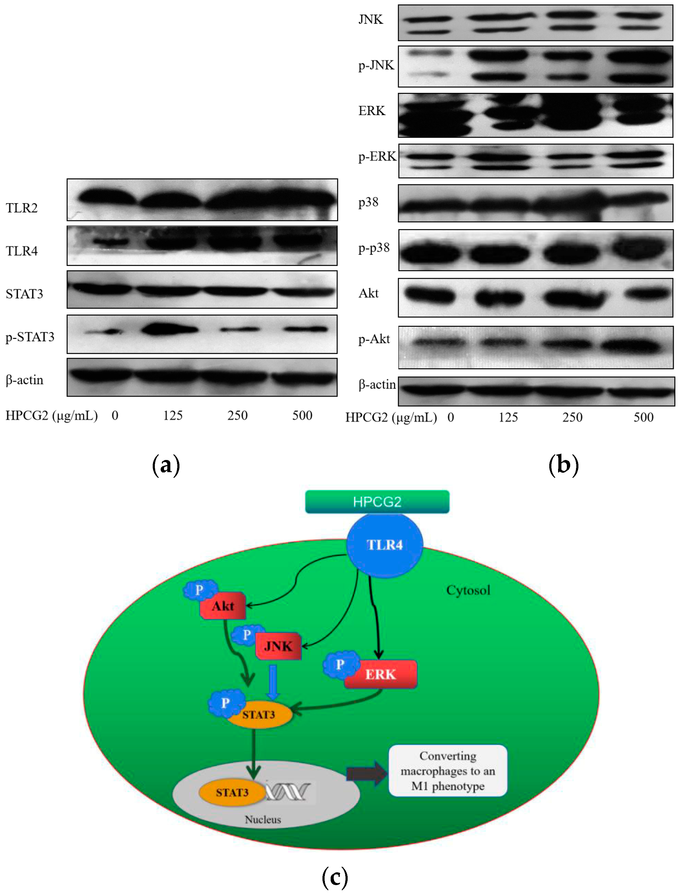 Marinedrugs 18 00299 g011