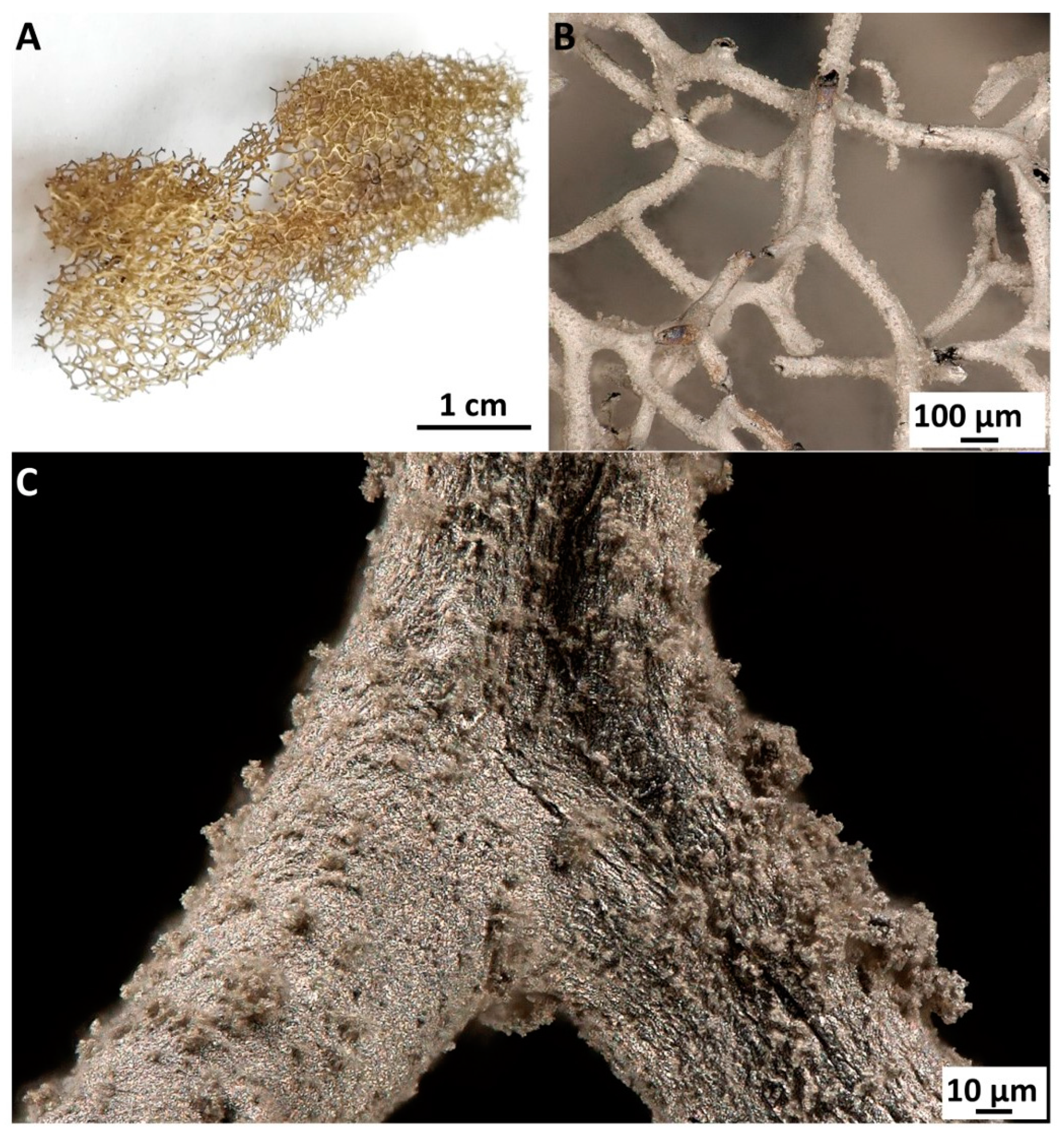 Marinedrugs 18 00304 g003 Marinedrugs 18 00304 g003