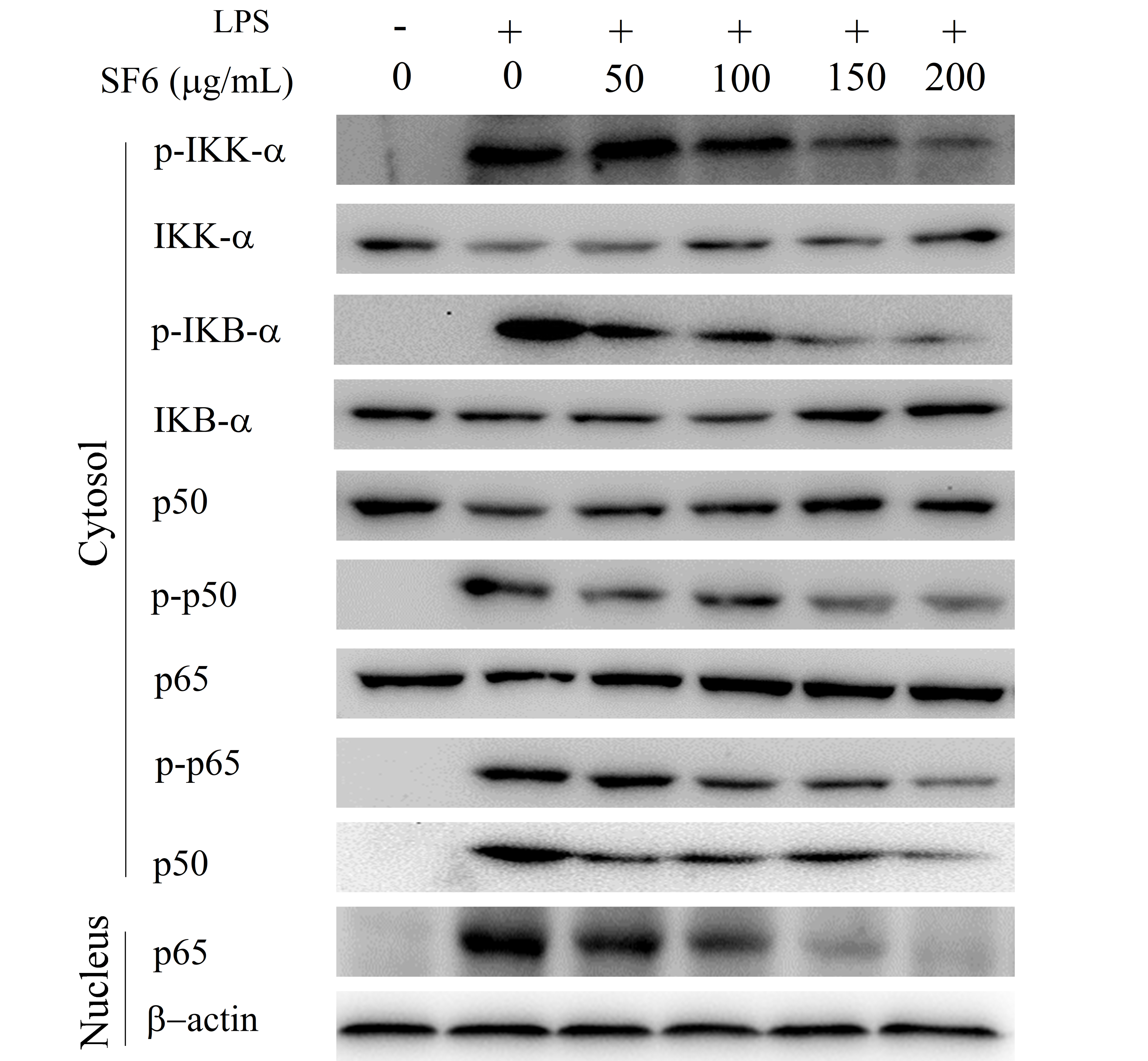 Marinedrugs 18 00328 g007 Marinedrugs 18 00328 g007