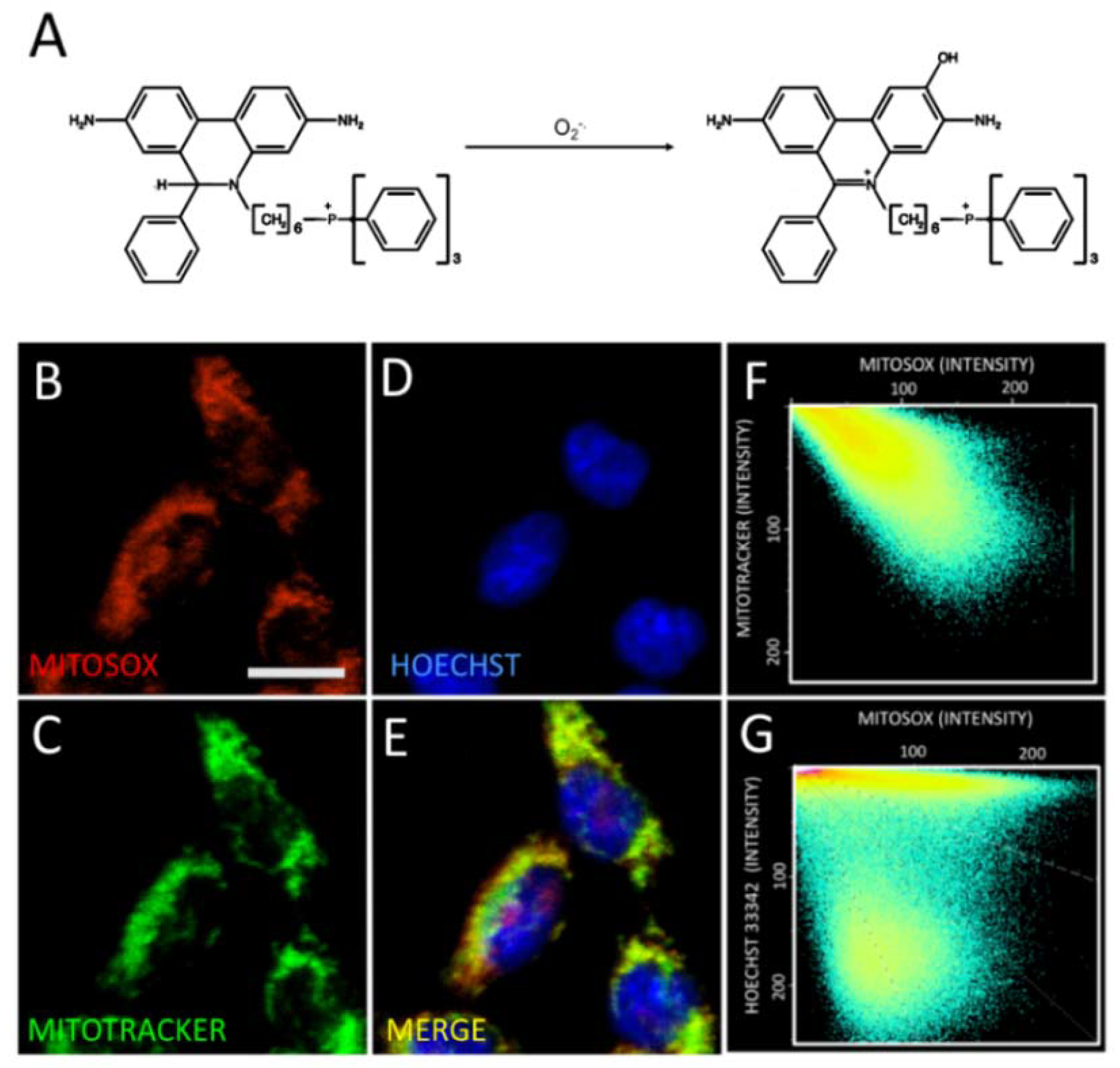 Marinedrugs 18 00335 g003 Marinedrugs 18 00335 g003