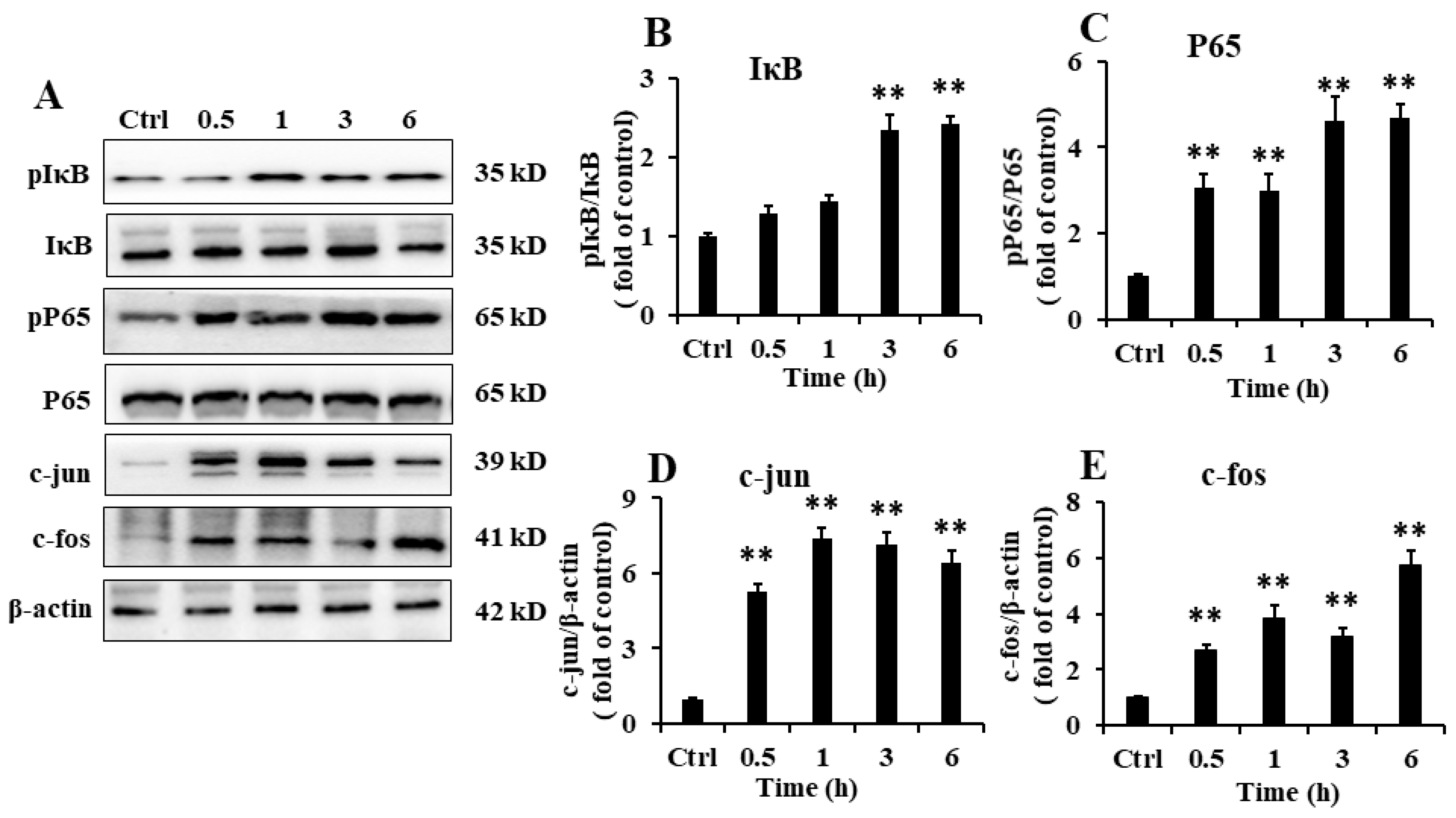 Marinedrugs 18 00340 g005 Marinedrugs 18 00340 g005