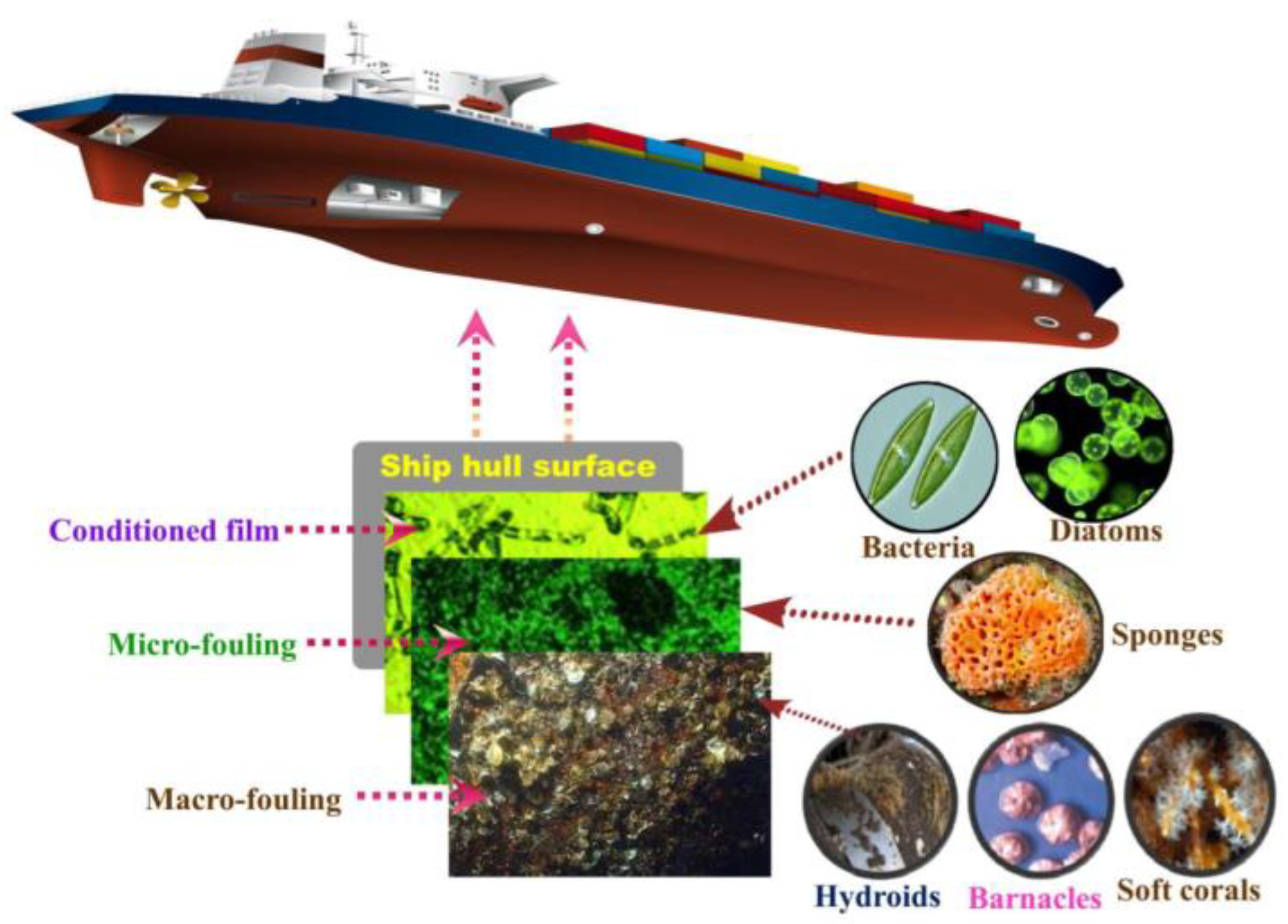 Marinedrugs 18 00371 g002