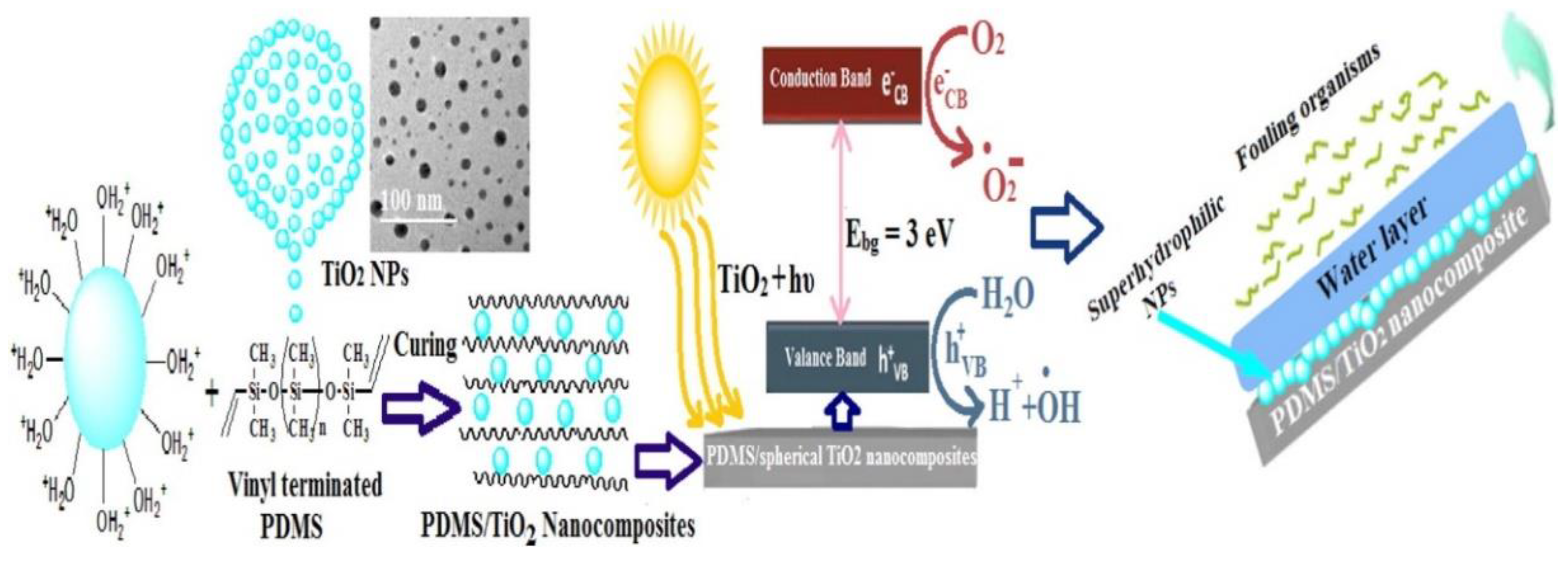 Marinedrugs 18 00371 g013