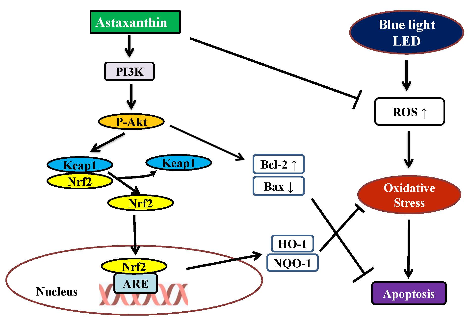 Marine Drugs Free FullText Protective Effect of Astaxanthin on