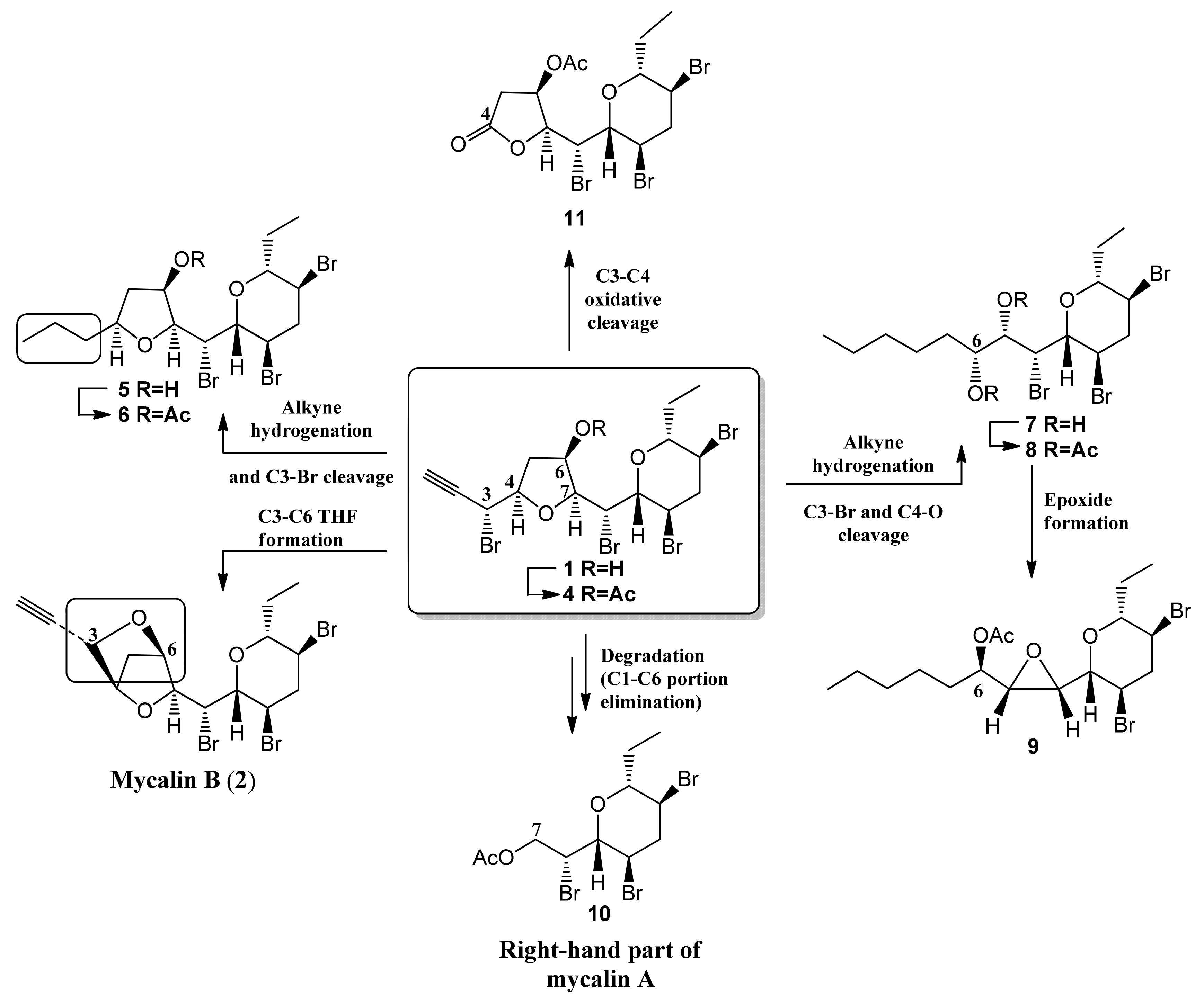 Marinedrugs 18 00402 g004