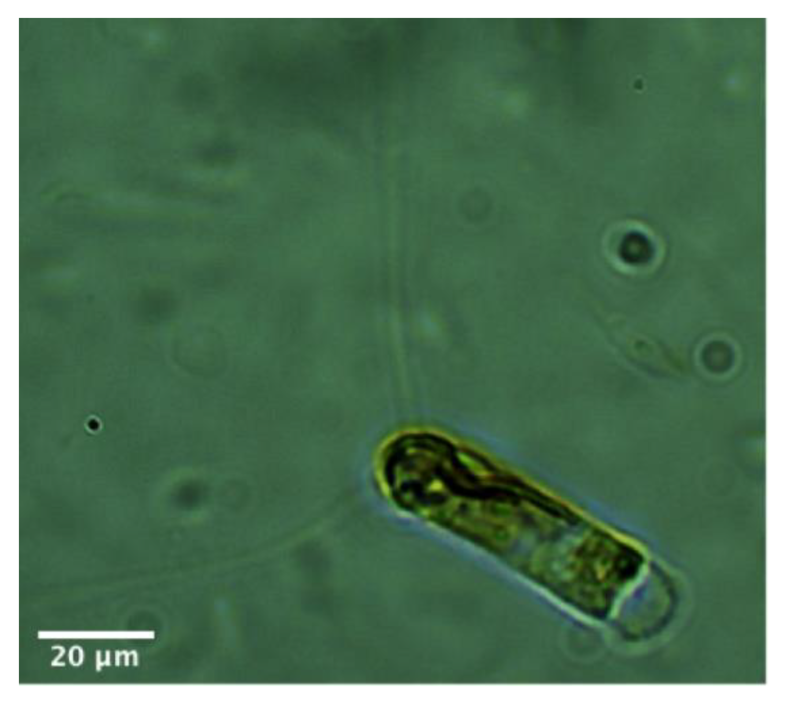 Marinedrugs 18 00403 g001 Marinedrugs 18 00403 g001