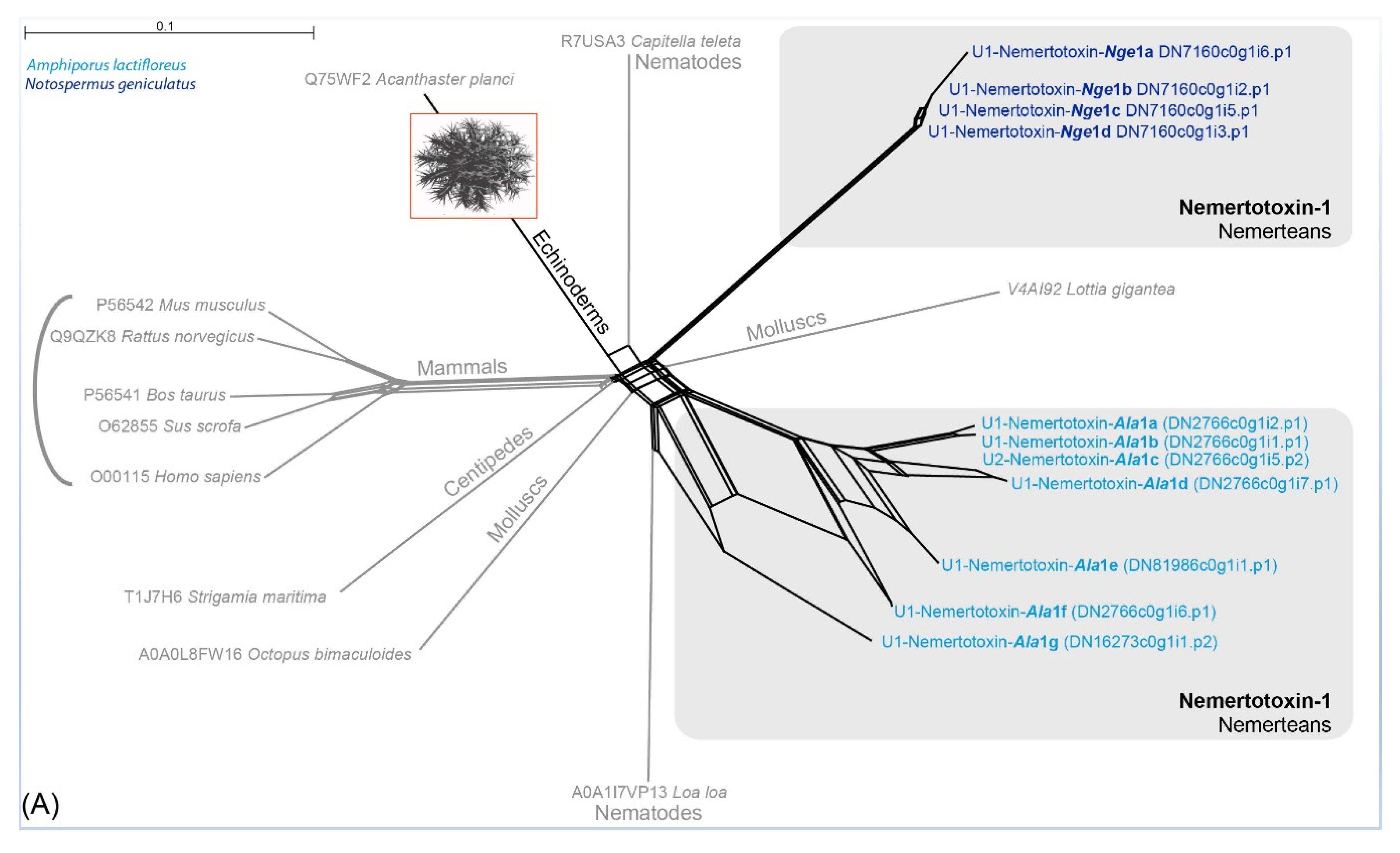 Marinedrugs 18 00407 g003a Marinedrugs 18 00407 g003a