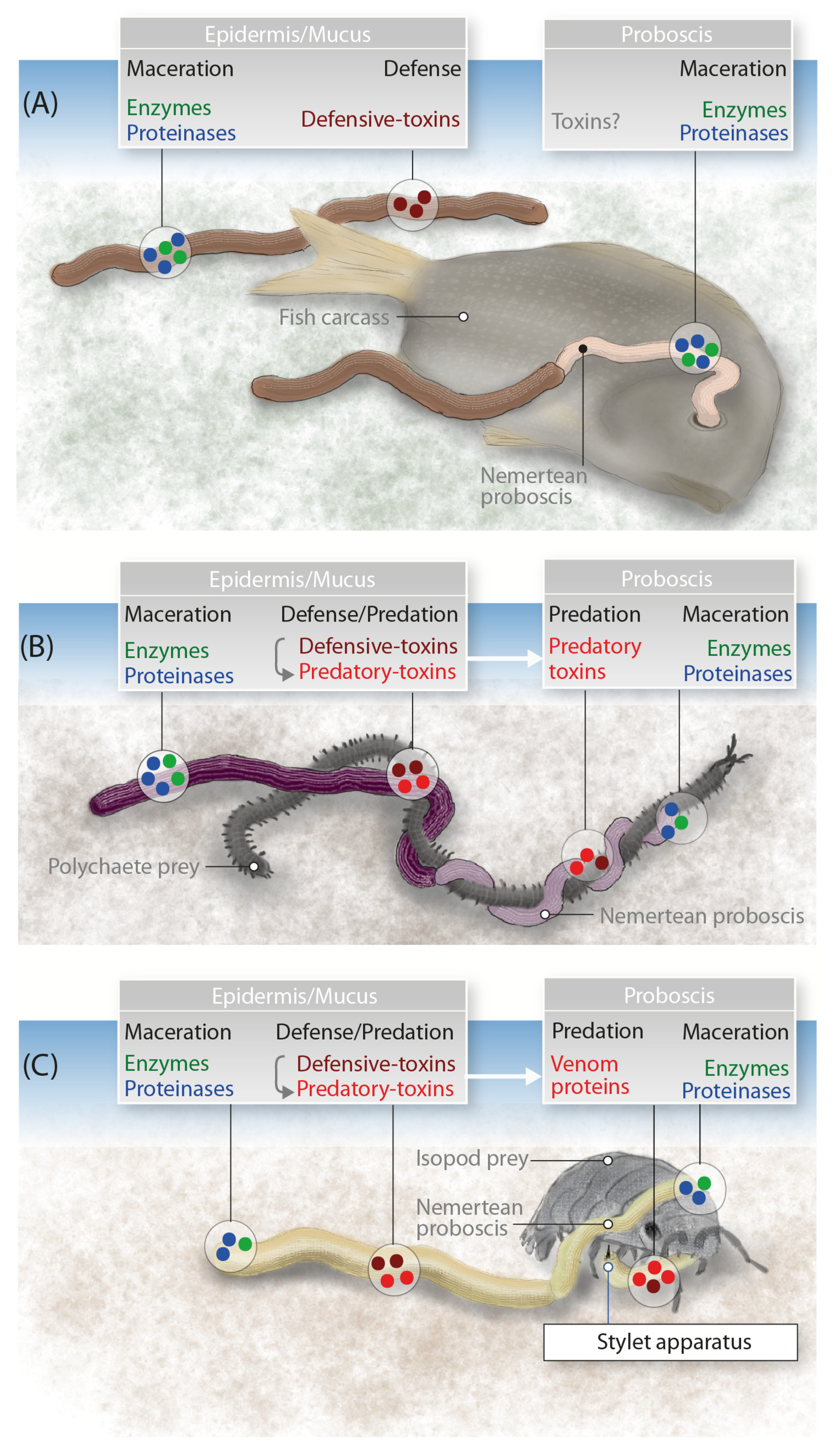 Marinedrugs 18 00407 g005 Marinedrugs 18 00407 g005