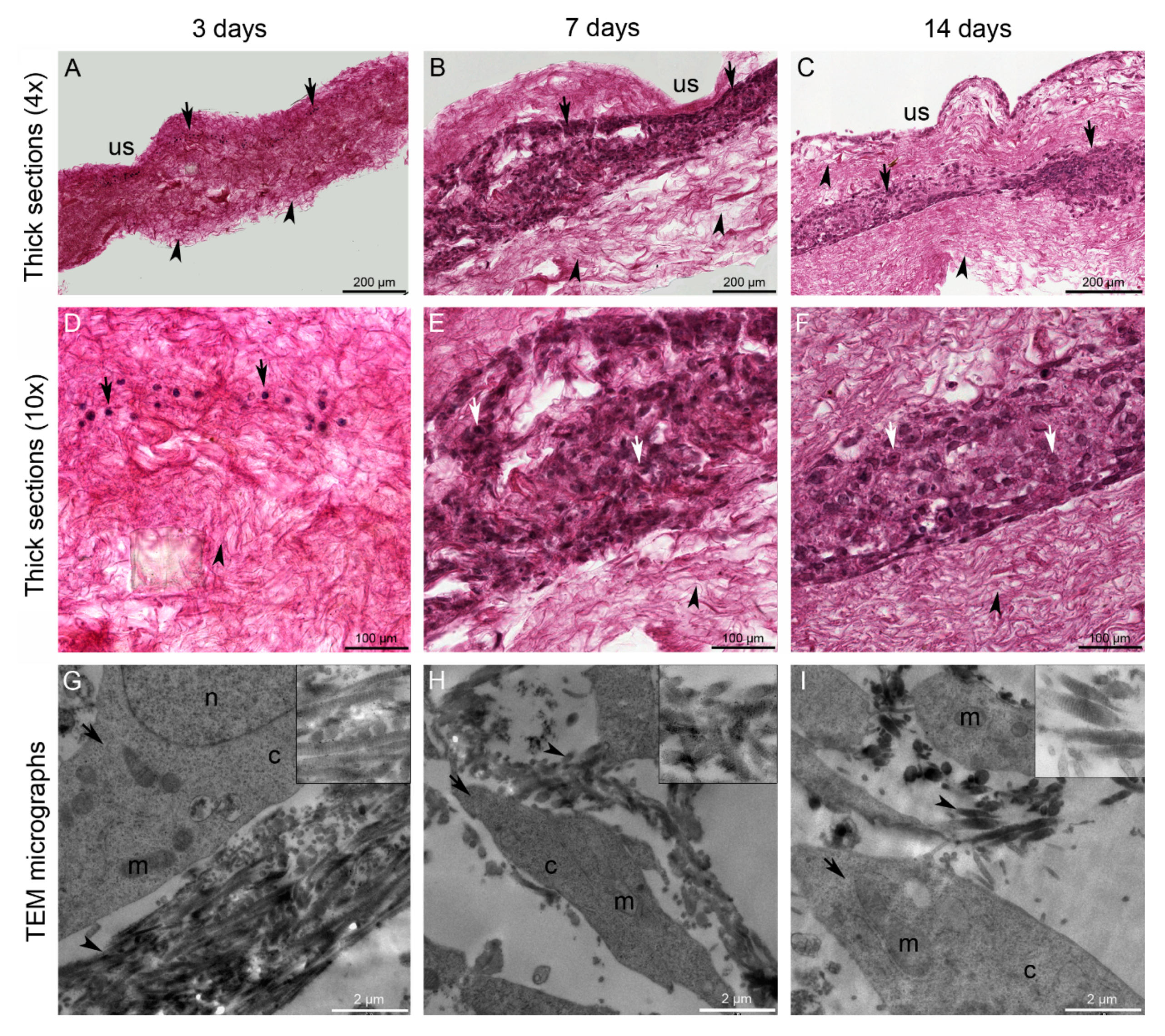 Marinedrugs 18 00414 g005 Marinedrugs 18 00414 g005