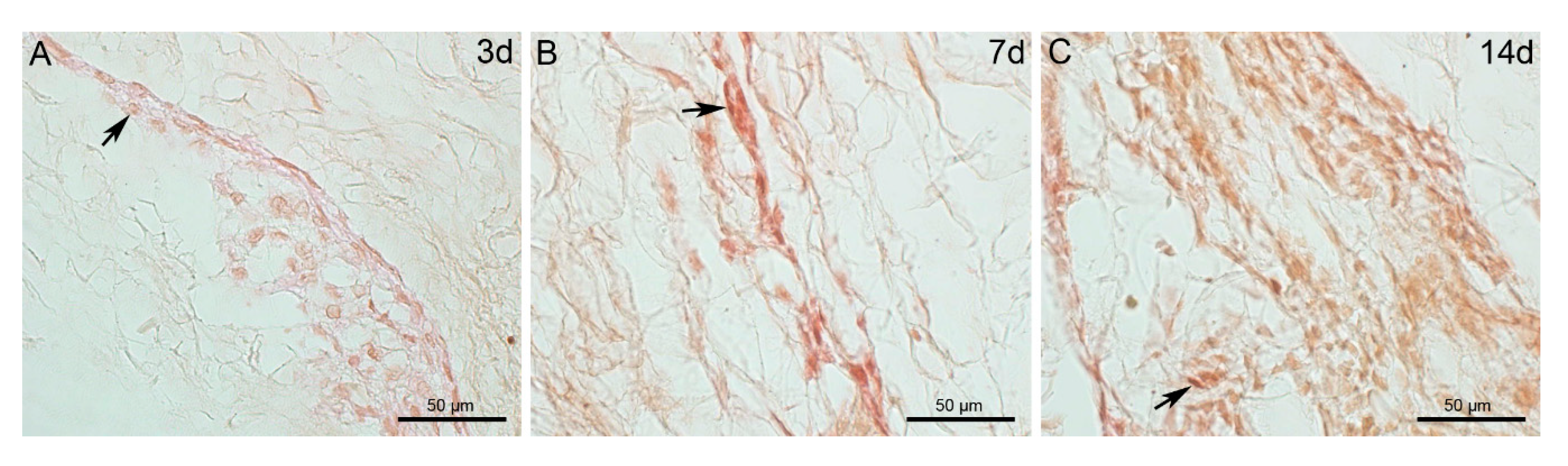 Marinedrugs 18 00414 g006 Marinedrugs 18 00414 g006