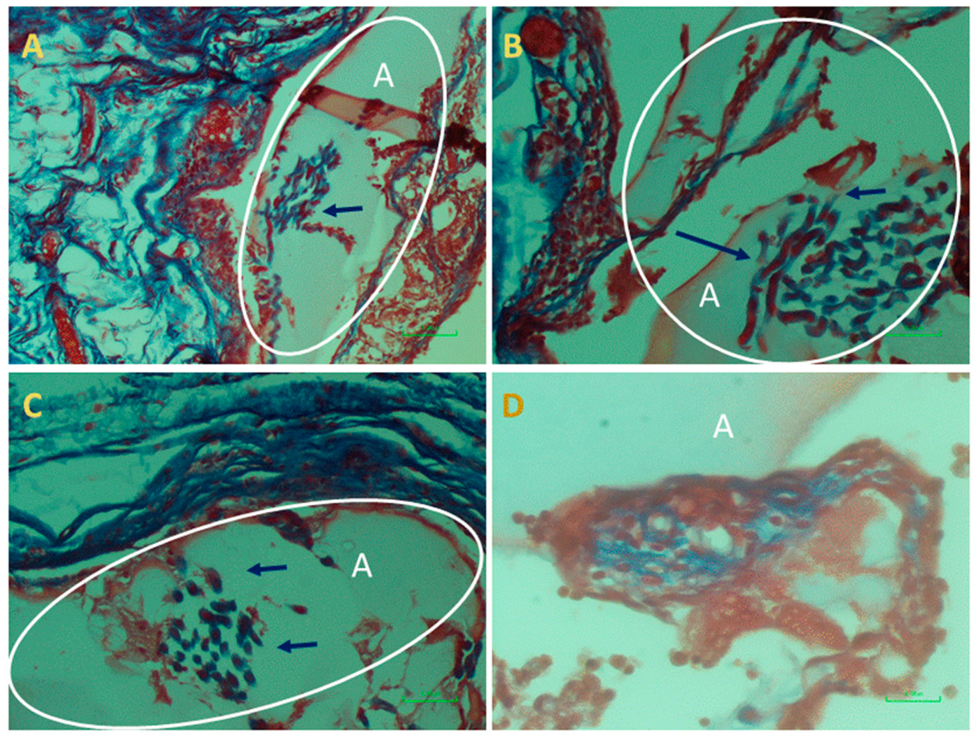 Marinedrugs 18 00420 g007