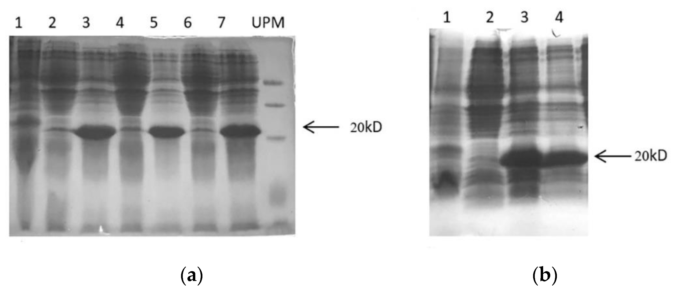 Marinedrugs 18 00422 g003 Marinedrugs 18 00422 g003