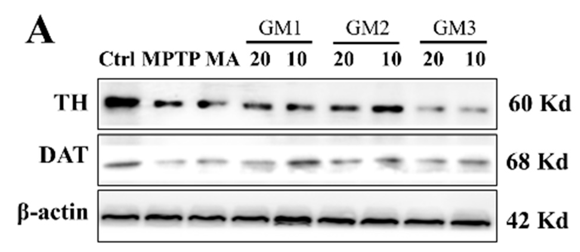 Marinedrugs 18 00438 g005a Marinedrugs 18 00438 g005a