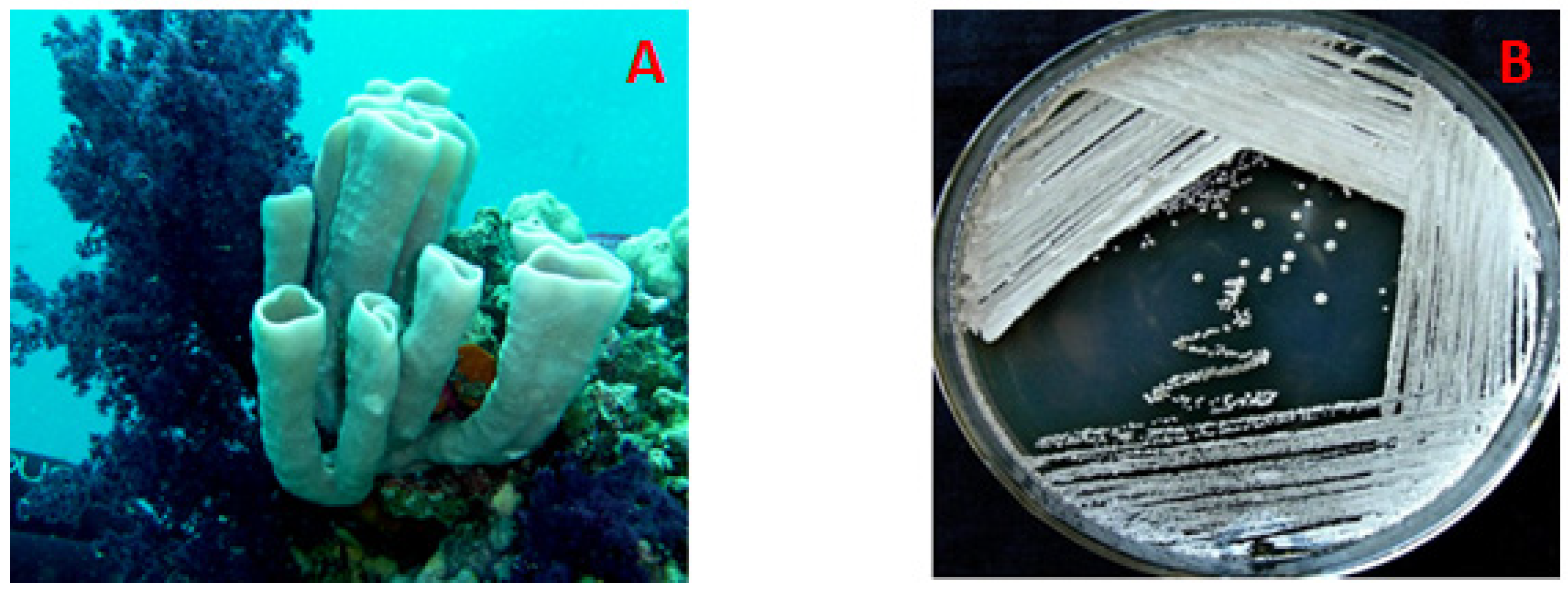 Marinedrugs 18 00450 g001 Marinedrugs 18 00450 g001