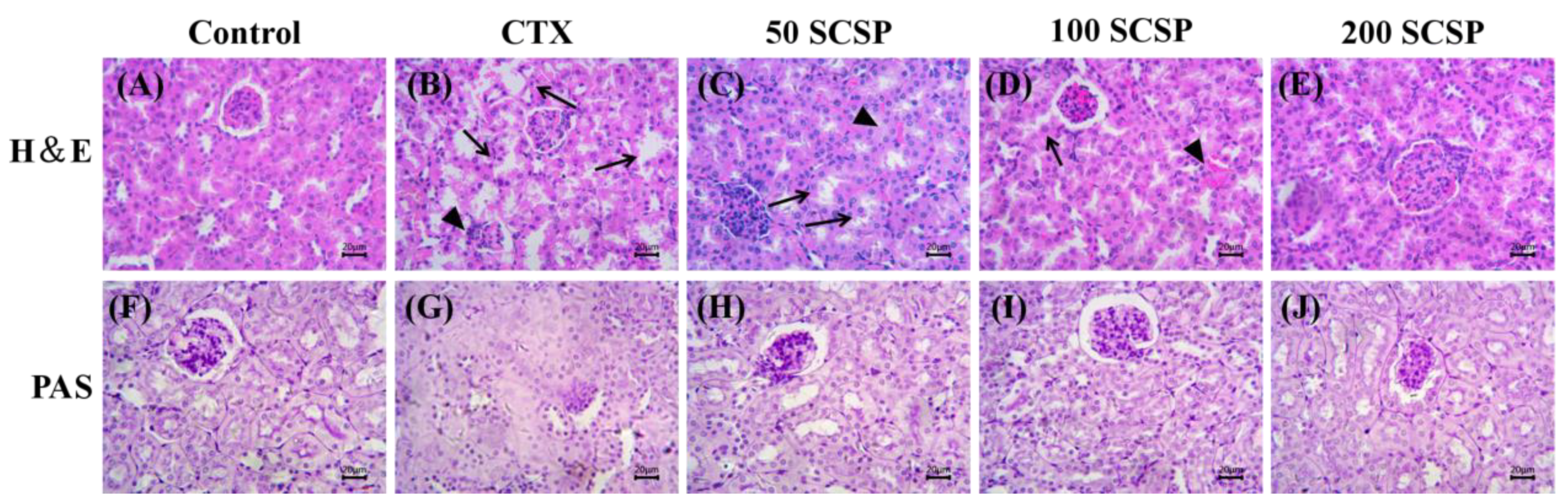 Marinedrugs 18 00462 g004 Marinedrugs 18 00462 g004