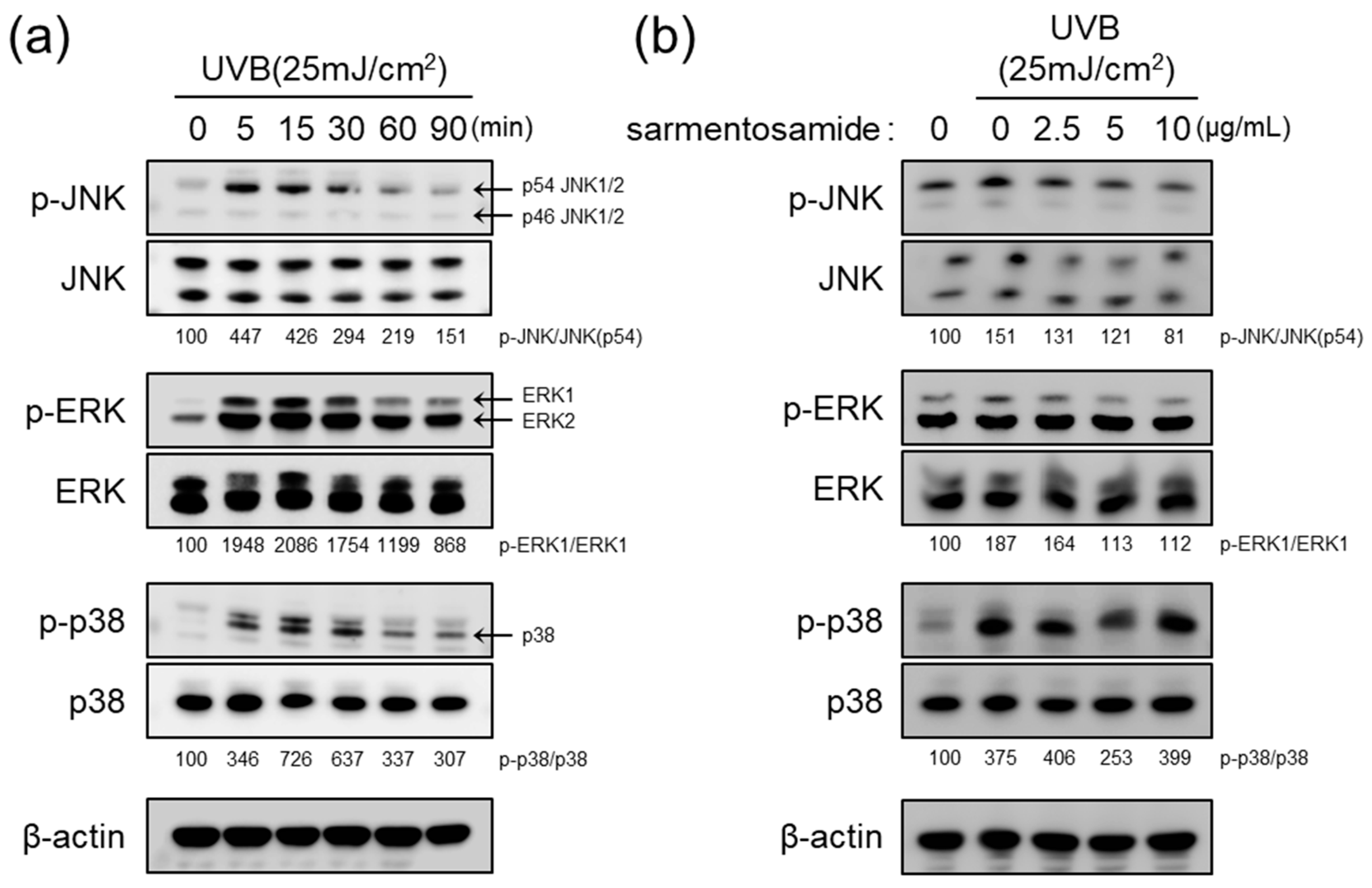 Marinedrugs 18 00463 g004 Marinedrugs 18 00463 g004