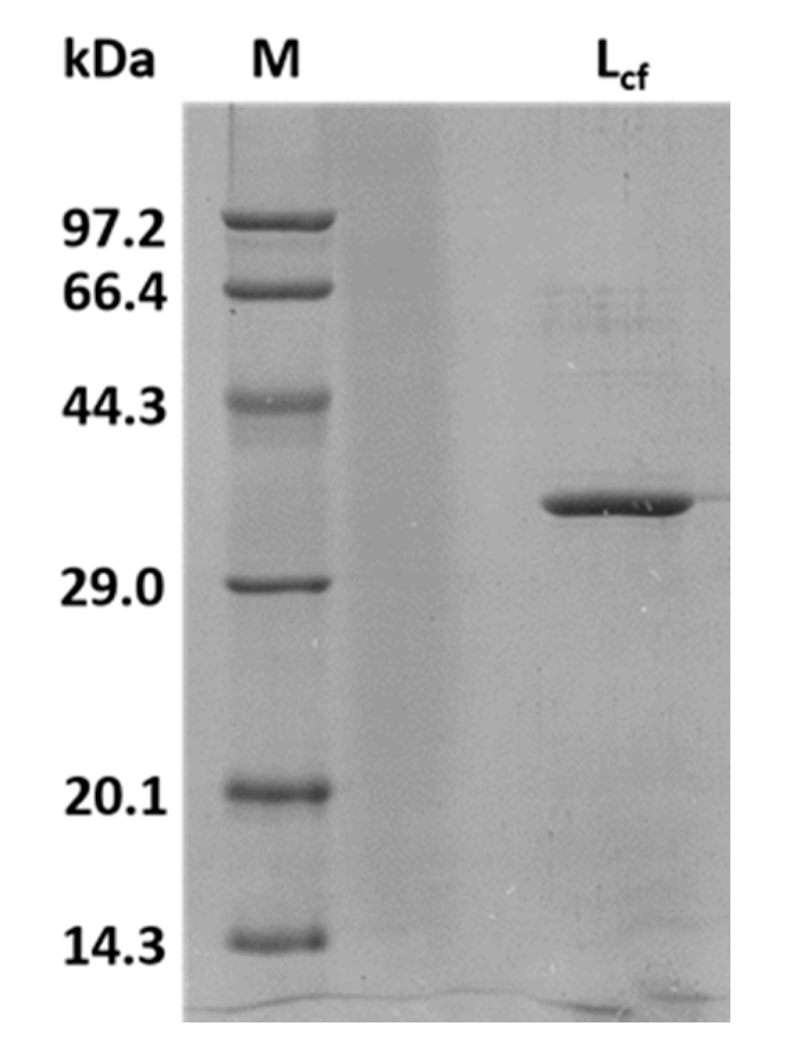 Marinedrugs 18 00466 g002 Marinedrugs 18 00466 g002