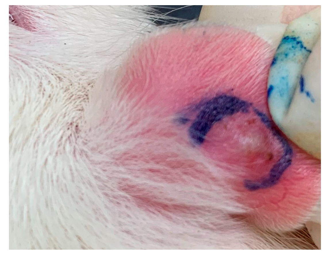 Marinedrugs 18 00487 g006