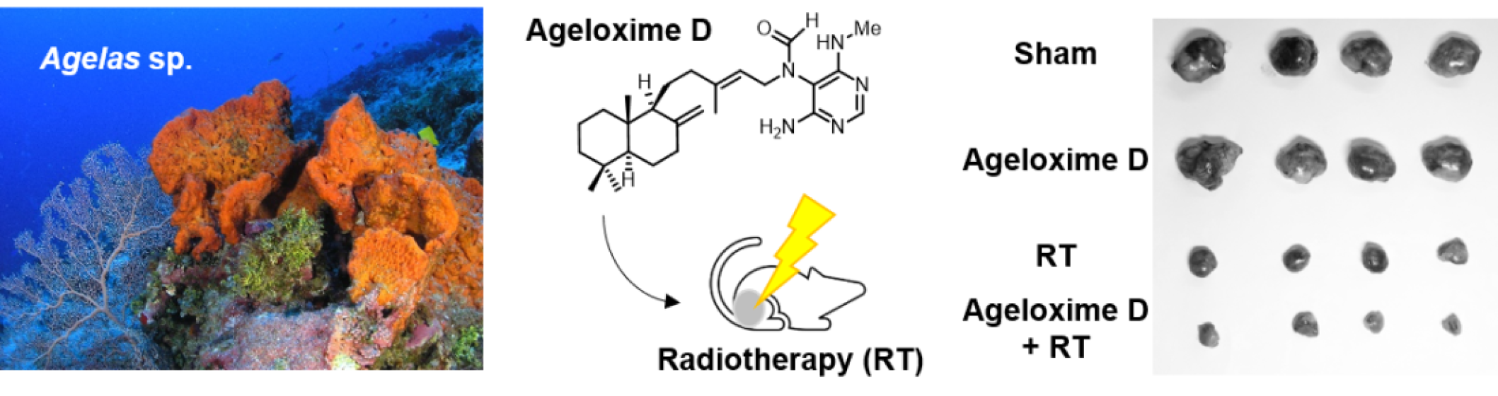 Coral Grove Medical & Pediatric Center, Corozal (2235437)