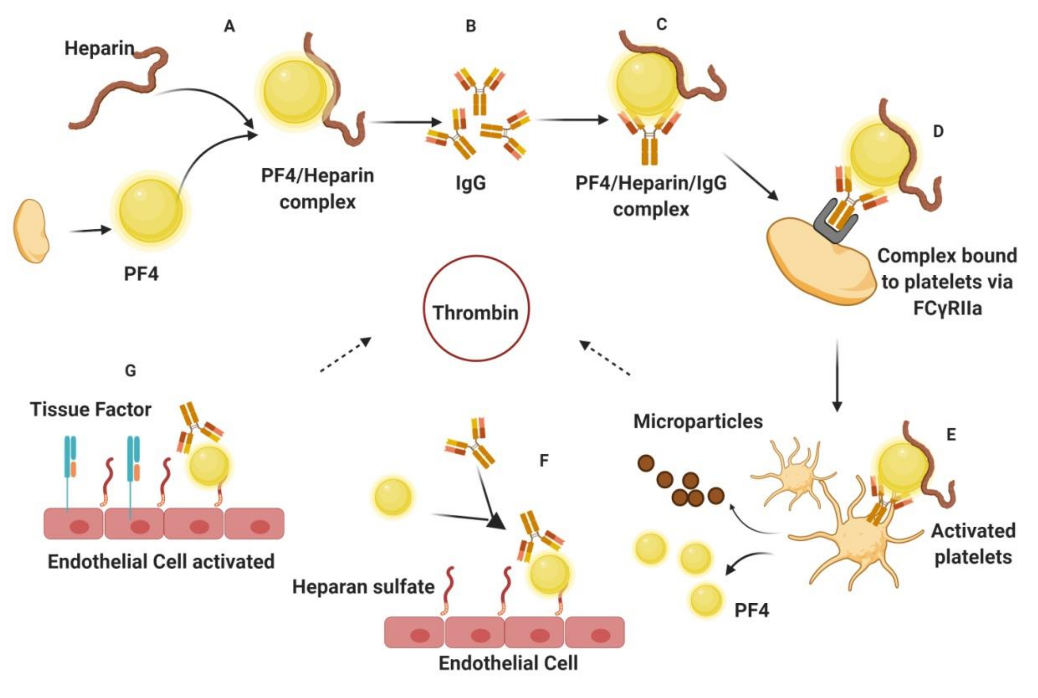 Marinedrugs 18 00514 g004 Marinedrugs 18 00514 g004