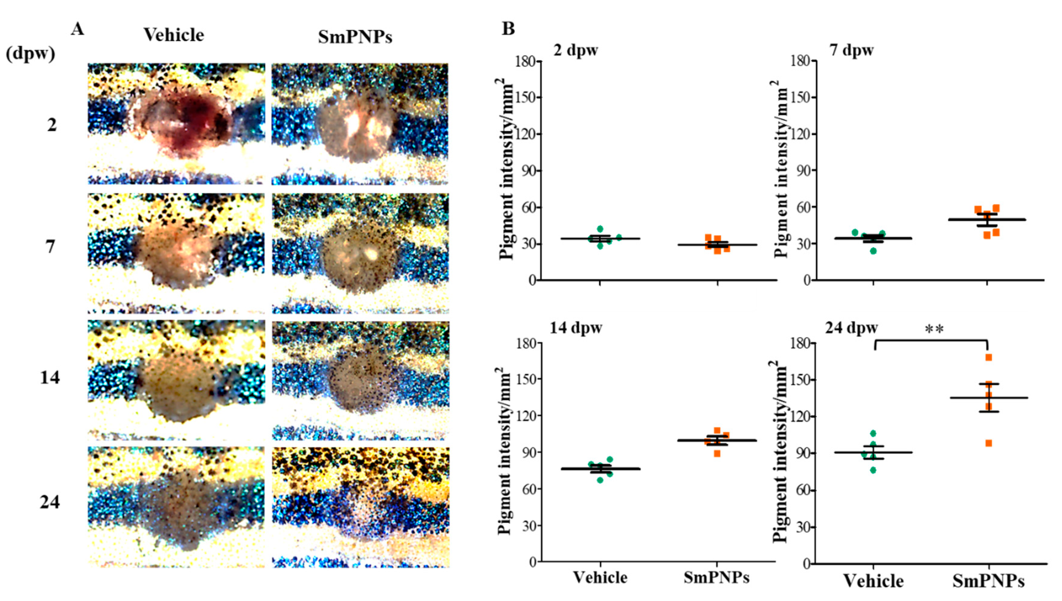 Marinedrugs 18 00556 g007