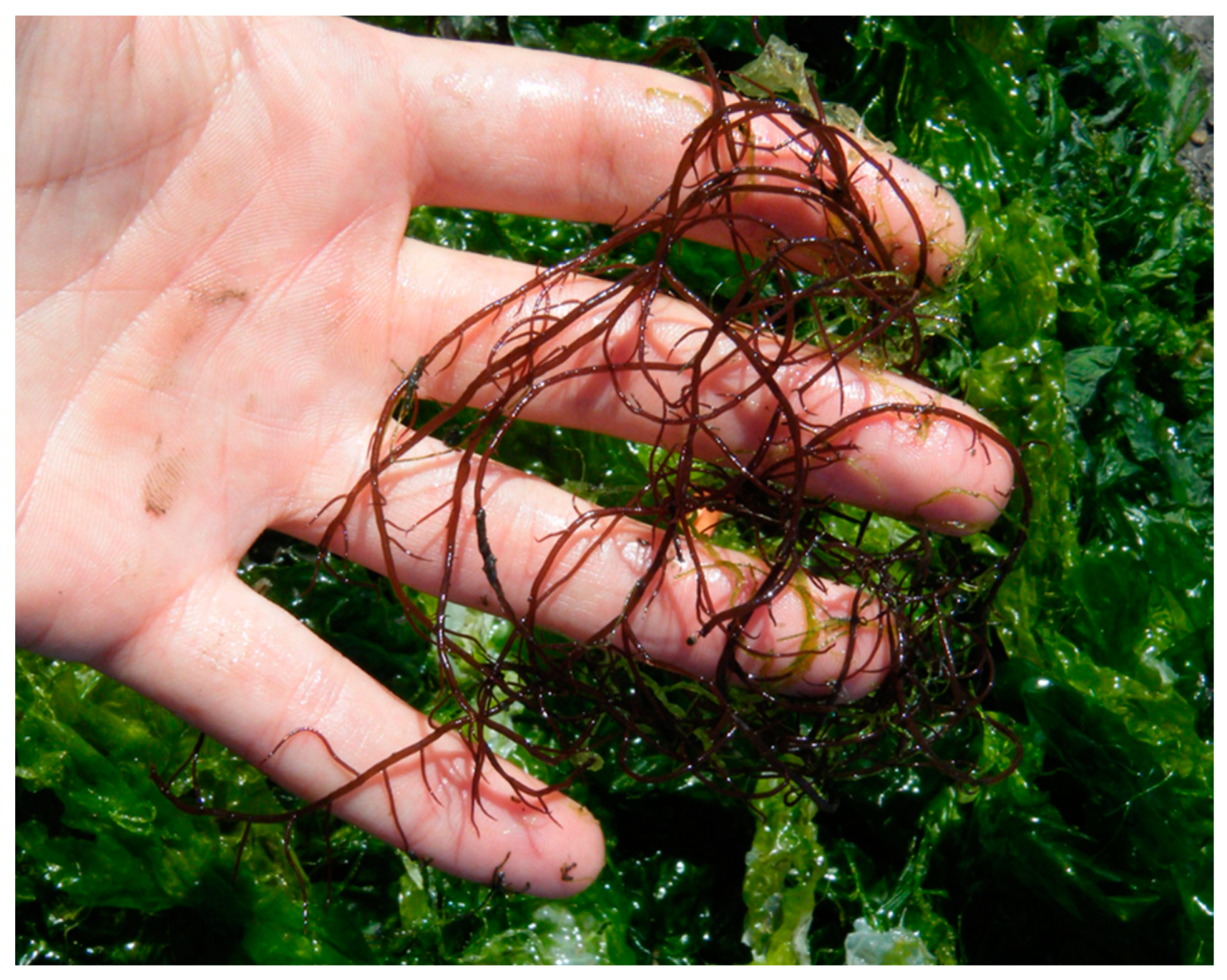 Marinedrugs 18 00560 g002