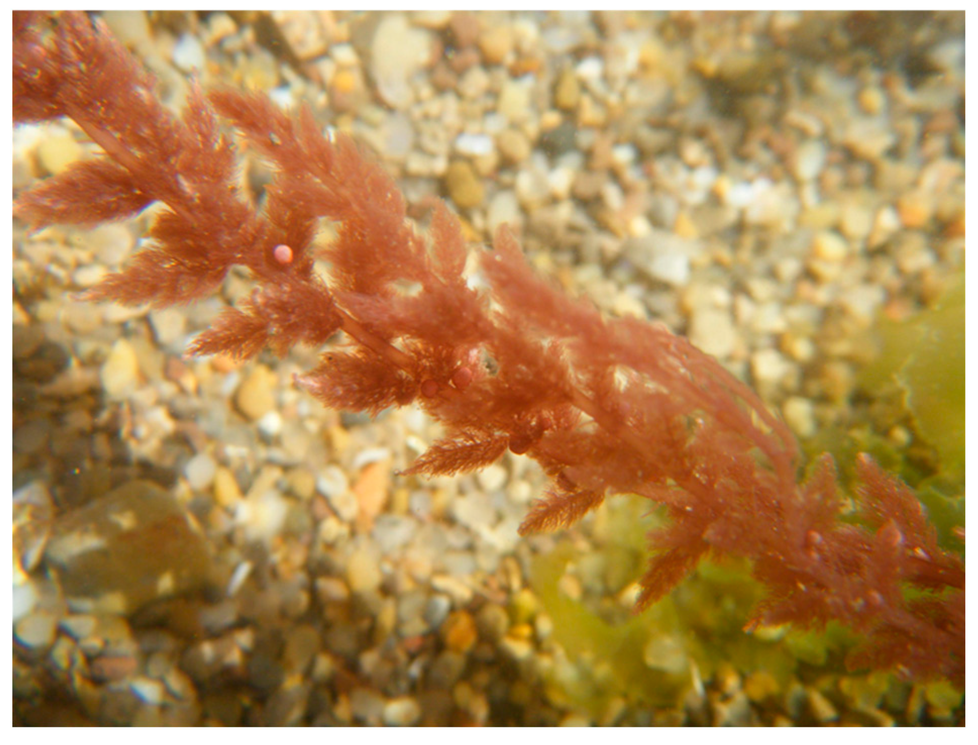 Marinedrugs 18 00560 g004