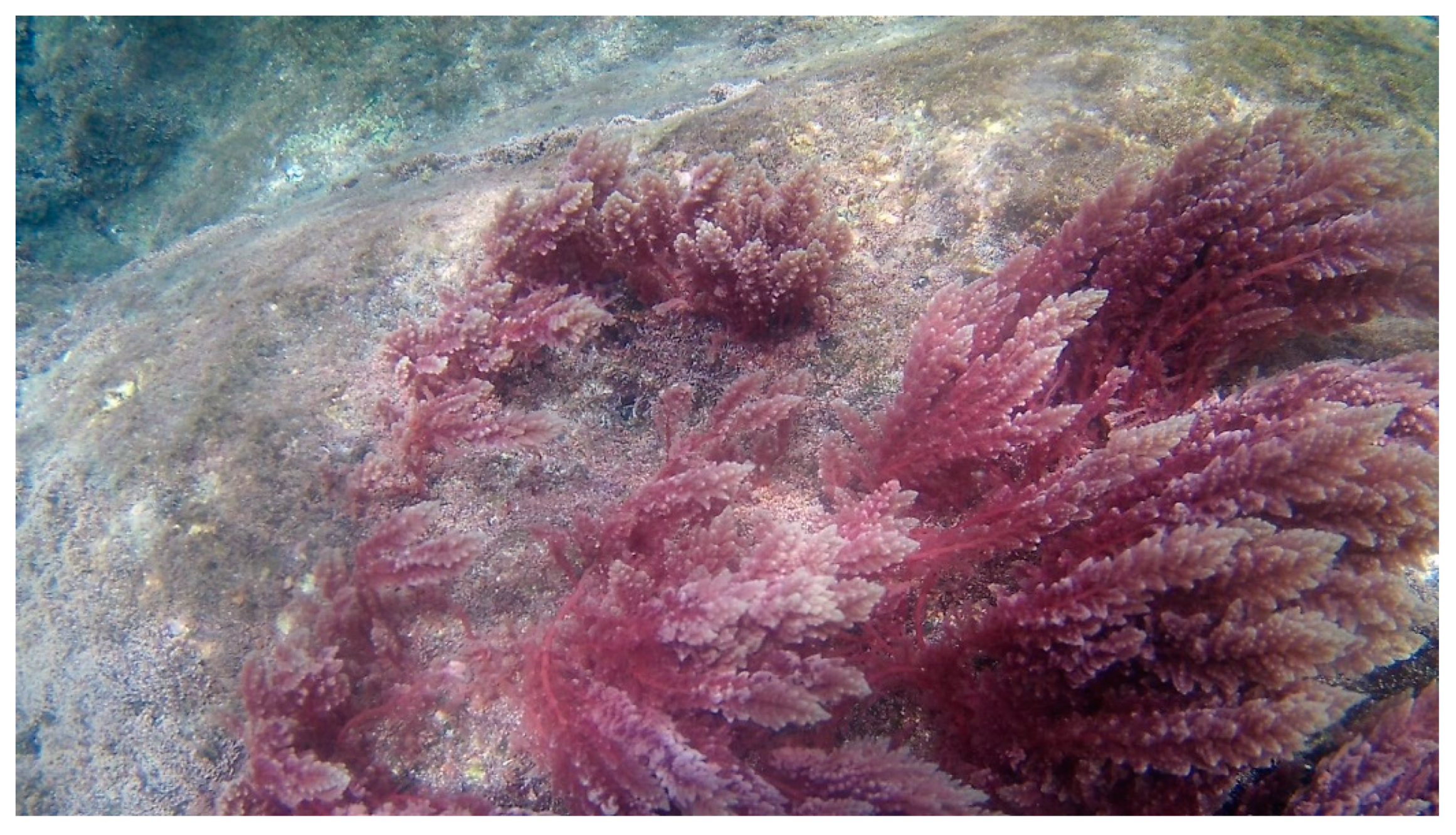 Marinedrugs 18 00560 g005