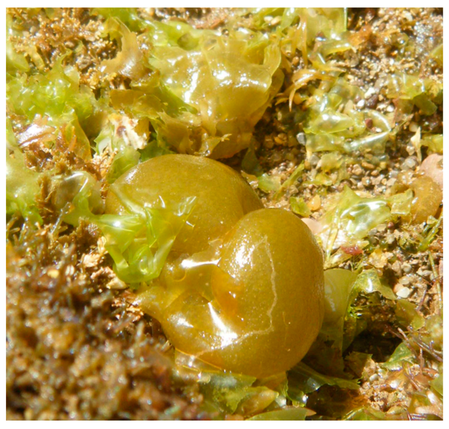 Marinedrugs 18 00560 g006