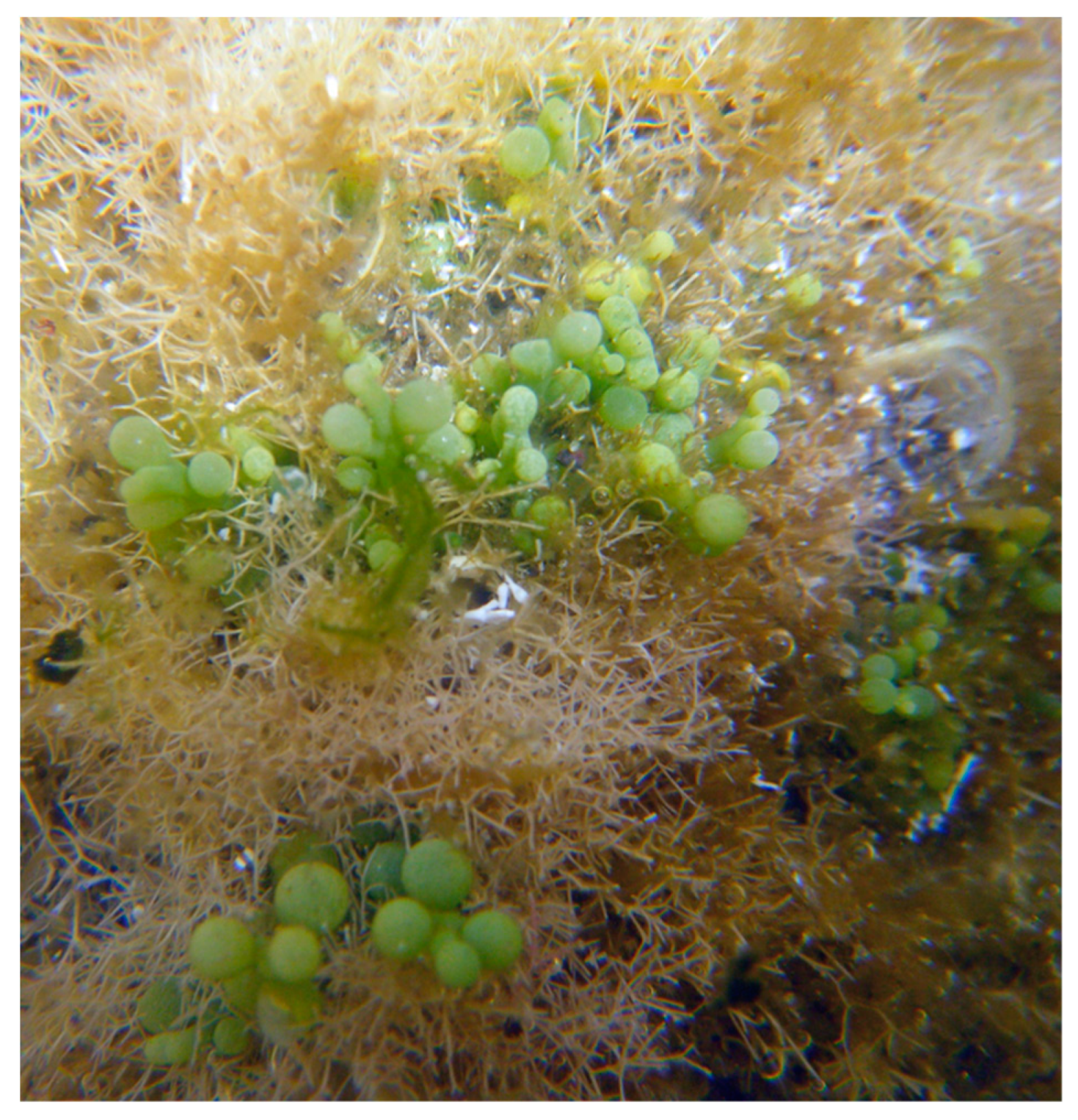 Marinedrugs 18 00560 g009