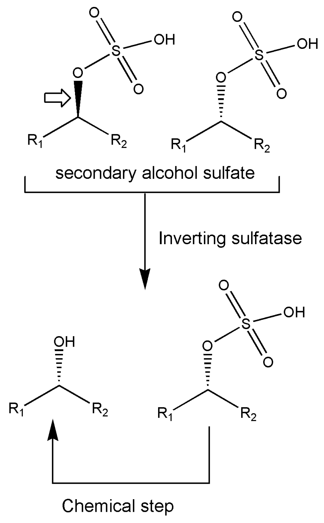 Marinedrugs 18 00580 g004