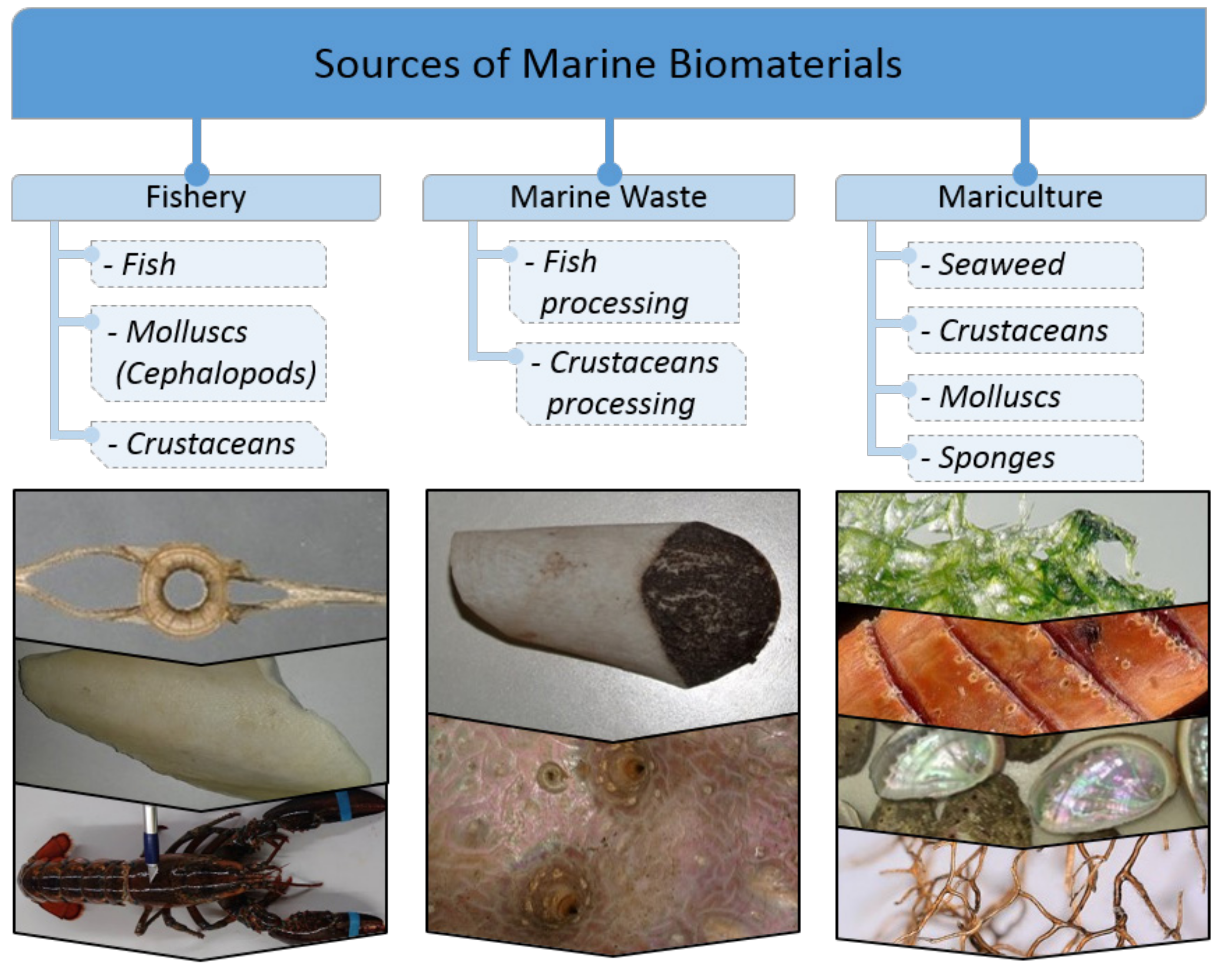 Marinedrugs 18 00589 g001 Marinedrugs 18 00589 g001