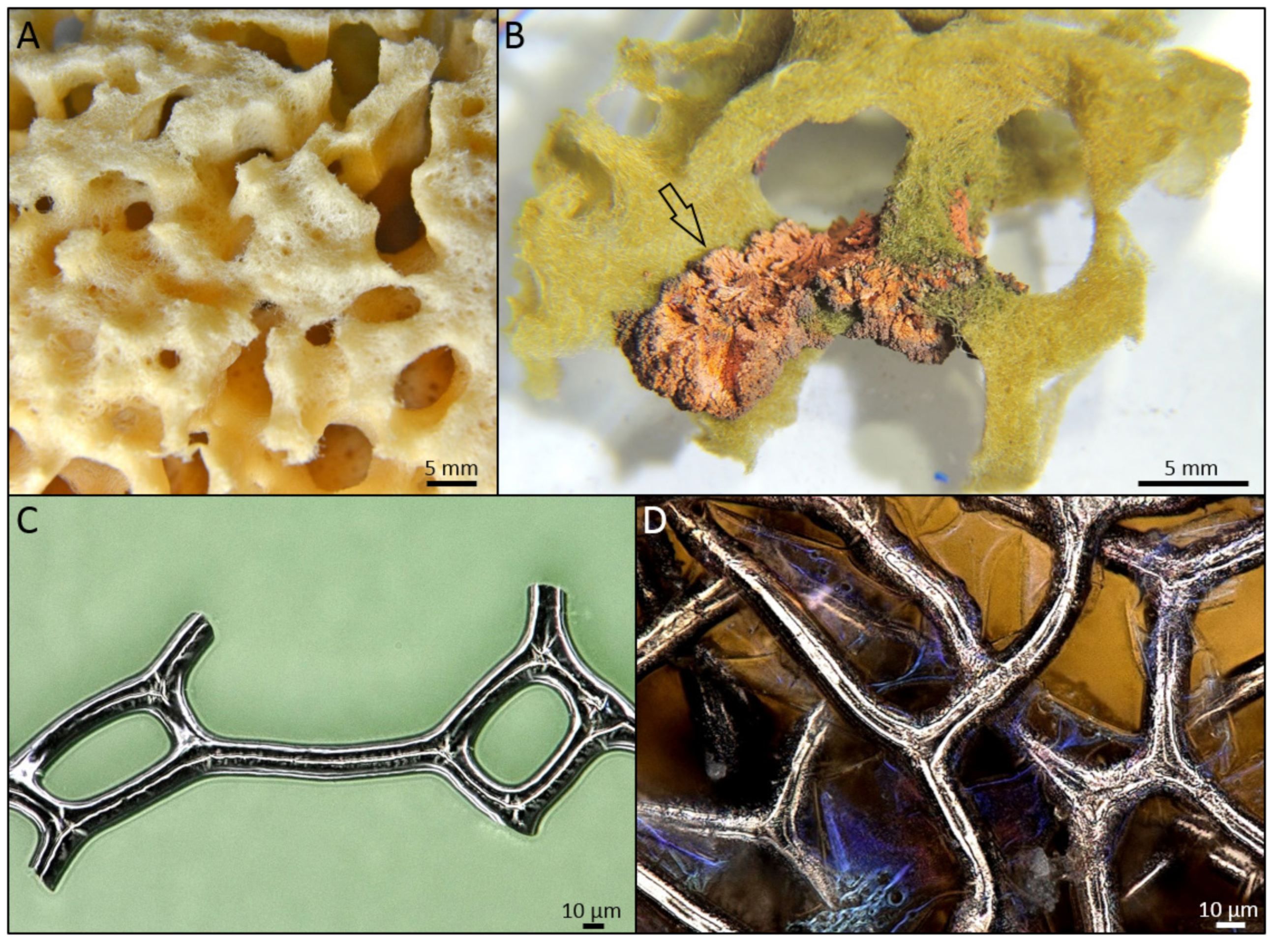 Marinedrugs 18 00589 g003 Marinedrugs 18 00589 g003