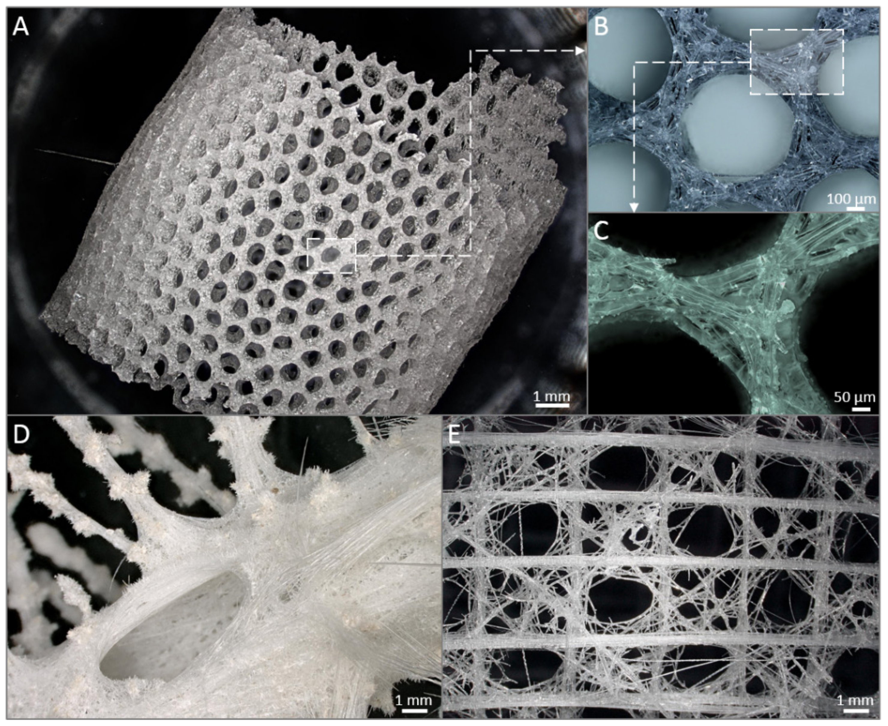 Marinedrugs 18 00589 g004 Marinedrugs 18 00589 g004