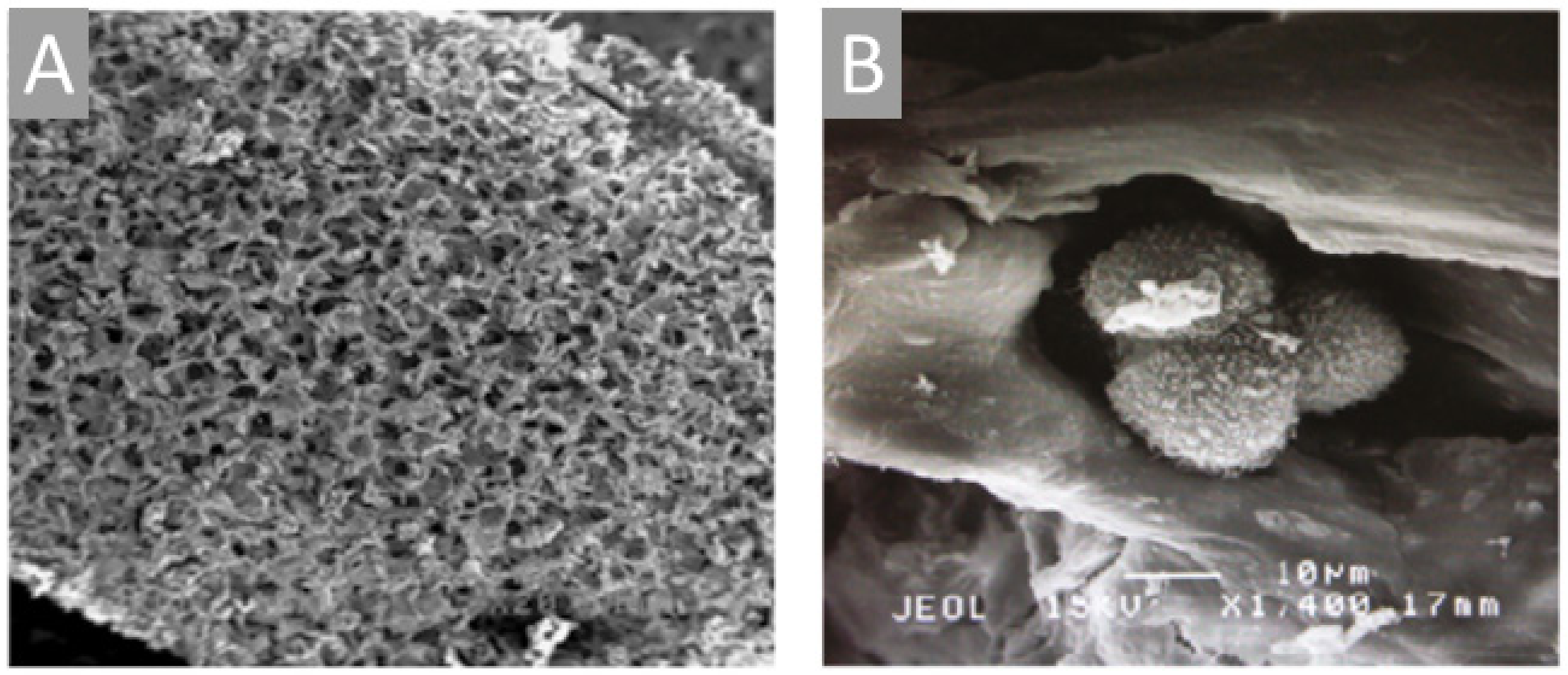 Marinedrugs 18 00589 g008 Marinedrugs 18 00589 g008