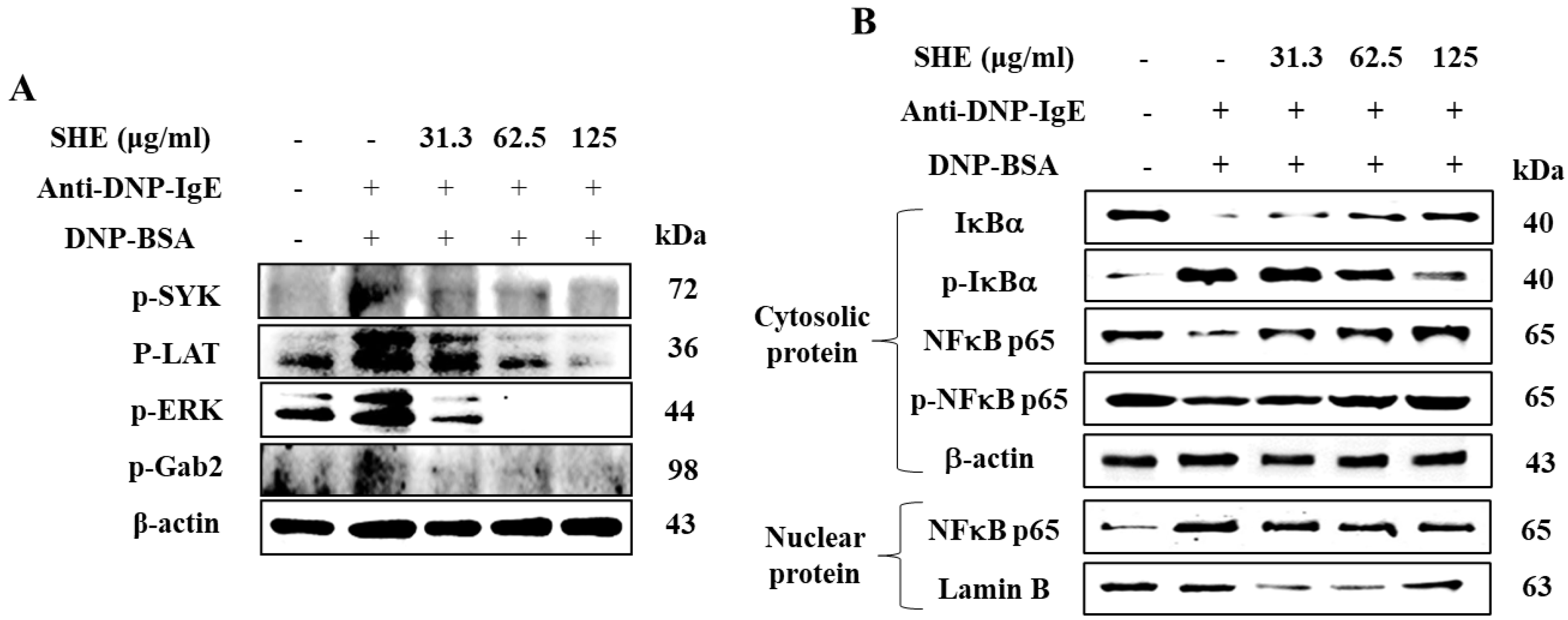 Marinedrugs 18 00594 g005 Marinedrugs 18 00594 g005