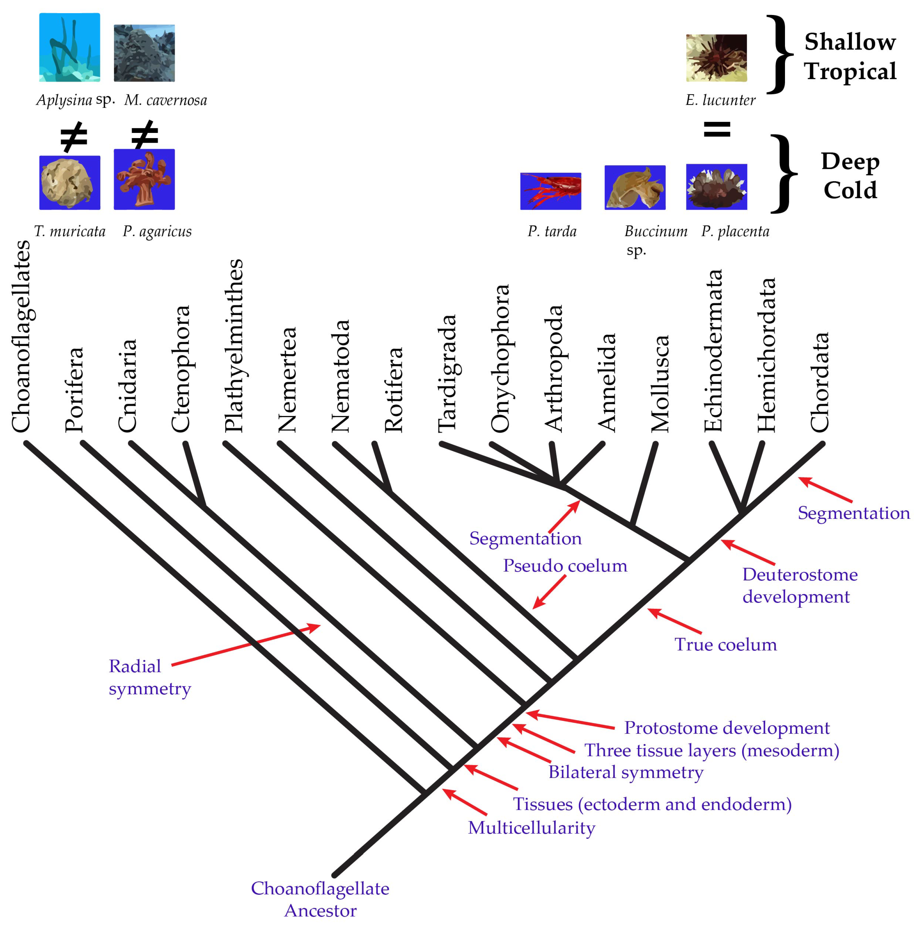 Marinedrugs 18 00598 g001